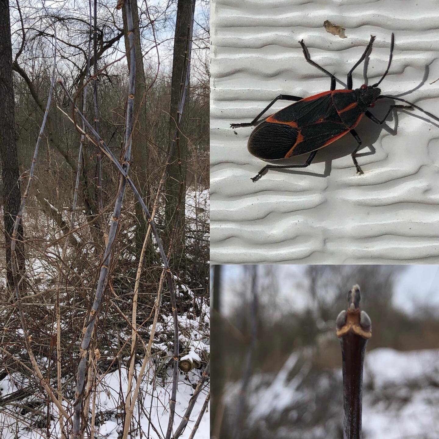 A boxelder bug, and its favorite host, the boxelder tree.  Boxelder bugs (Boisea trivittata) are one of my favorite insects!

They&rsquo;re brightly colored to warn predators of their smelly secretions and bitter taste, but they are harmless to human