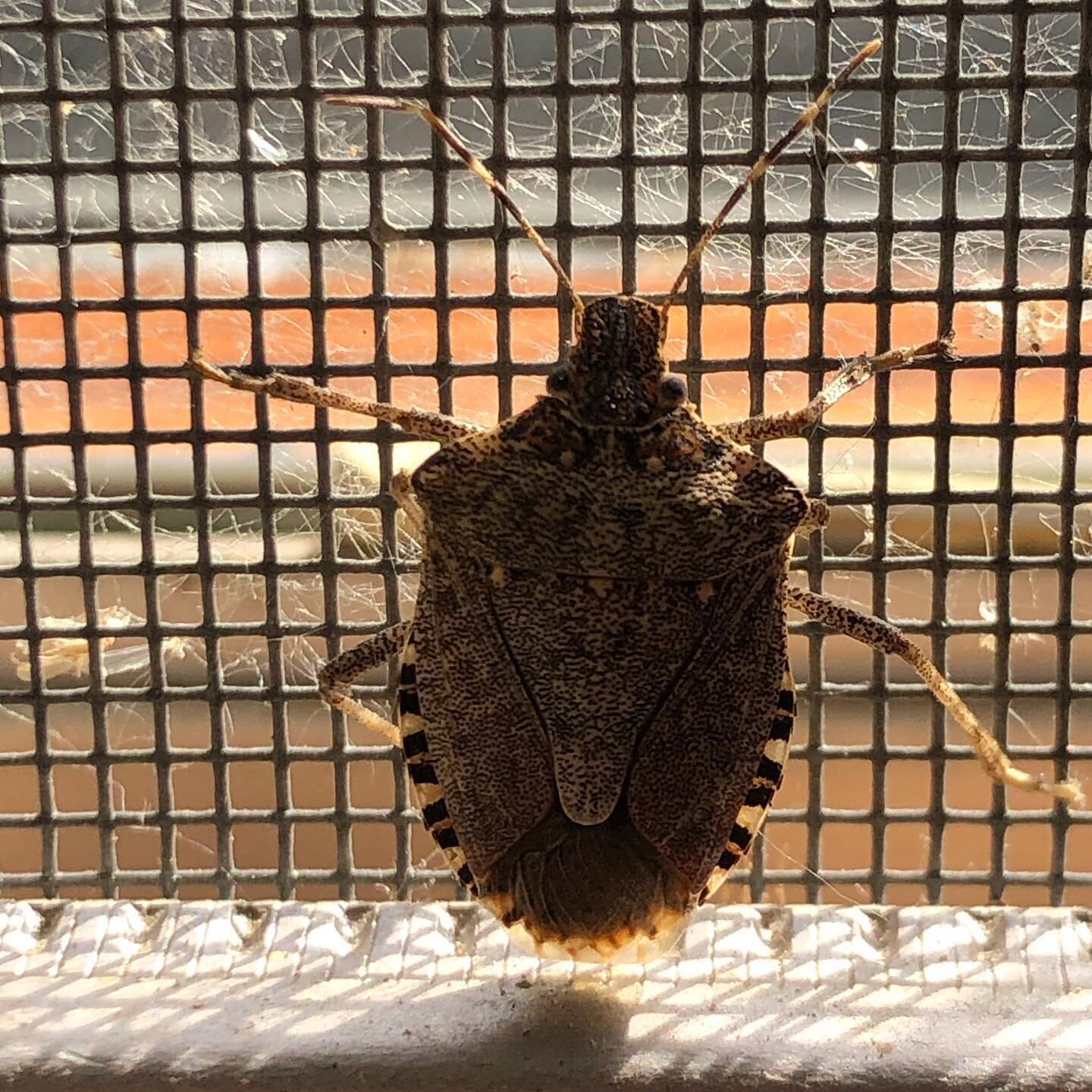 It&rsquo;s starting to warm up, but I still have a hibernating office mate! This is a brown marmorated stink bug (Halyomorpha halys). Originally from Asia, it was accidentally introduced to North America in the late 1990s. 

You can tell this species
