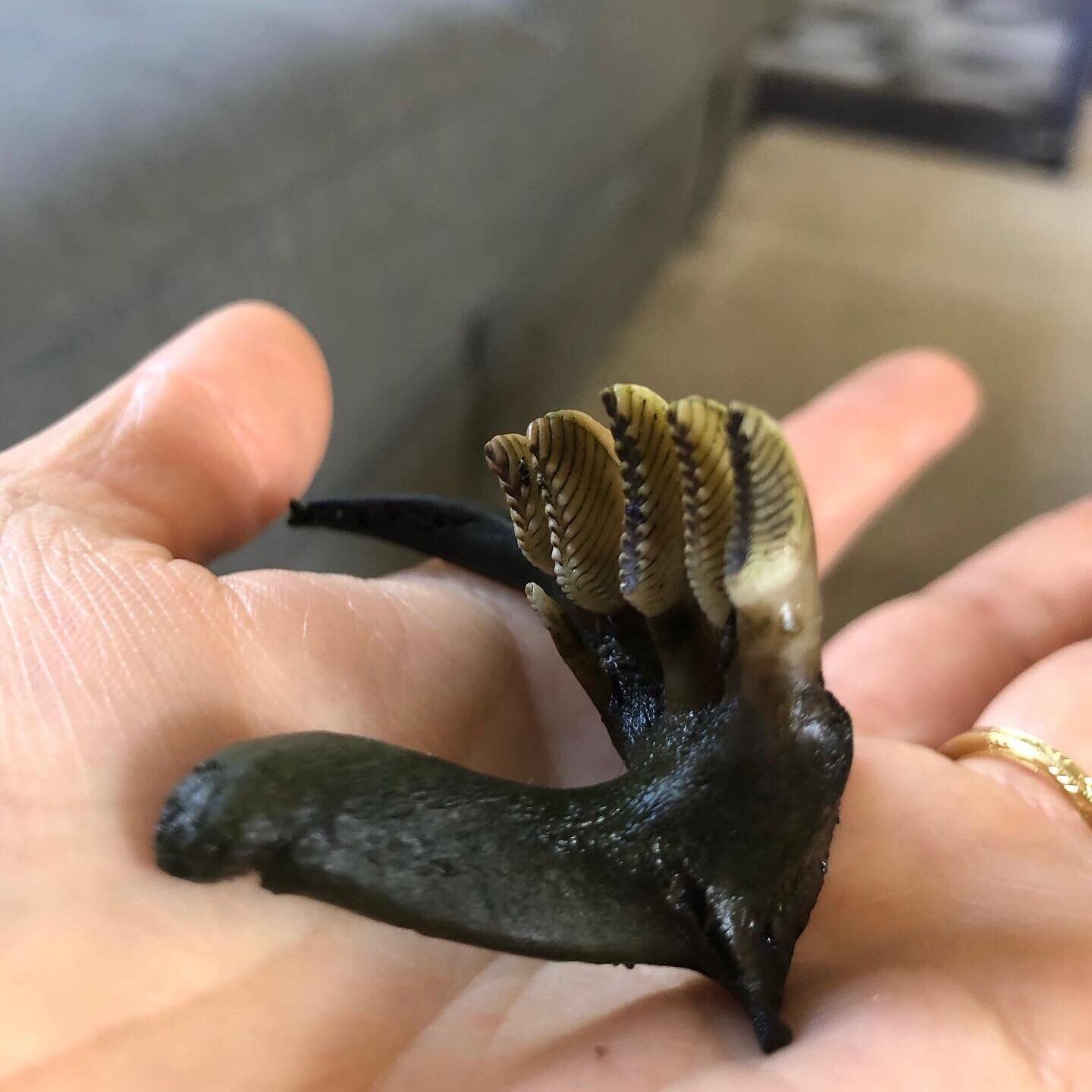 Check out these weird teeth!!!!! This strange jaw bone stumped me and ~ 8 other biologists. Guesses ranged from deformed deer teeth to an extinct reptile.

Many texts, emails and slacks later, a museum curator confirmed that these were fish teeth. Bu