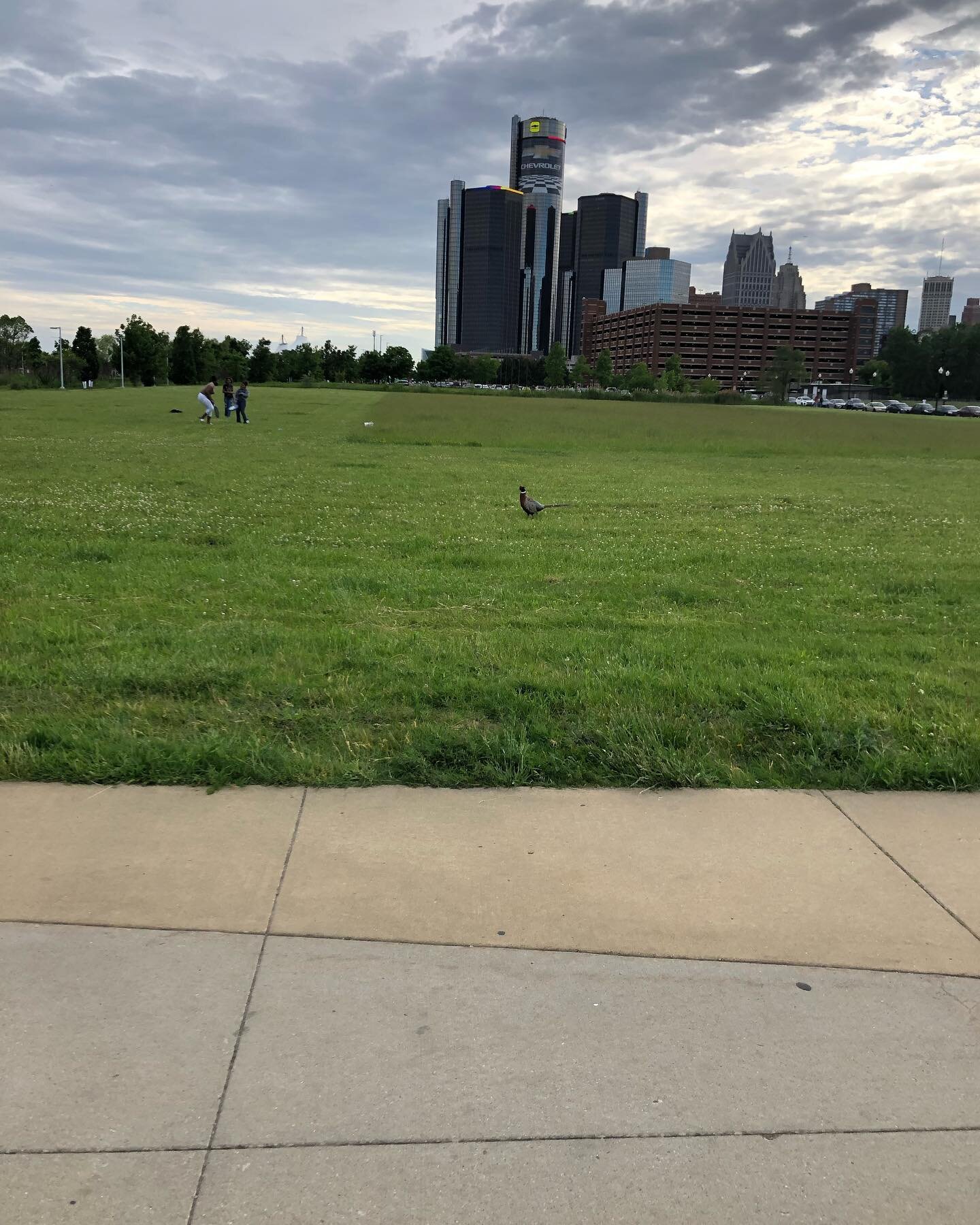 TIL: Detroit is the only US city with a population of ring-necked pheasants! 
Taking a stroll along the Detroit Riverwalk on Saturday, we saw this startlingly large and beautiful bird strutting behind some badminton players. 

It turns out that ring-