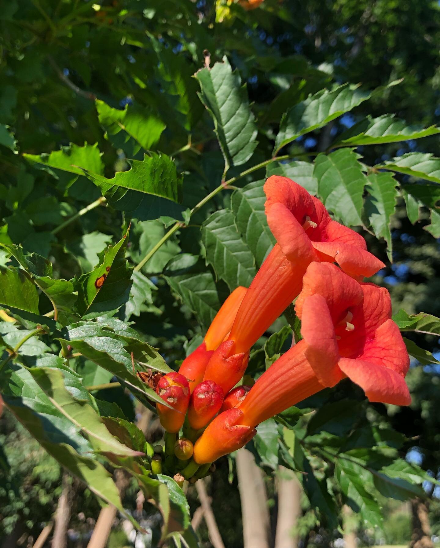 It&rsquo;s been a very busy summer, but I always make time to admire the beautiful trumpet vine flower (Campsis radicans)! These flowers are also known by the common name &ldquo;humming bird vine&rdquo;. 

The biological term &ldquo;pollination syndr