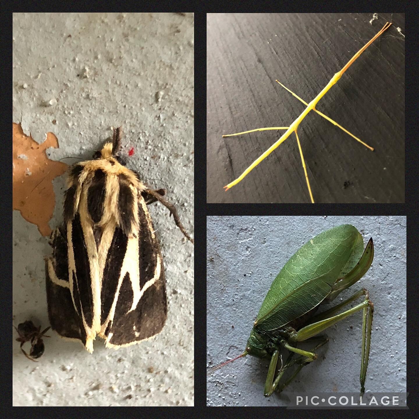 Be a biologist in your Airbnb carport! I was in Mississippi for field work last week and while I did see some amazing biodiversity in state parks and forests, the carport was great too! The carport lights attracted all sorts of neat critters includin