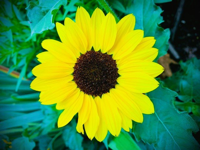 SunflowerWebsite.Vivid.Cool.jpg