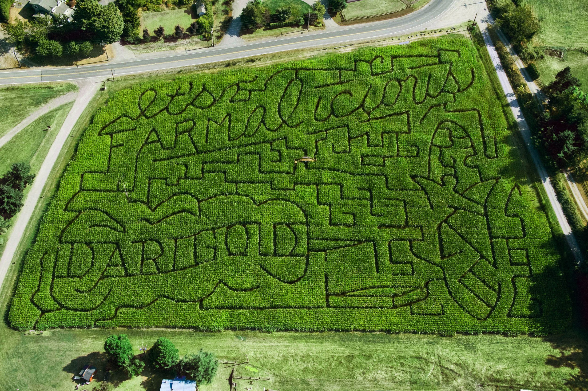 awestbrock-darigold-cornmaze1.jpg