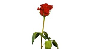 SFC_Rose_30_web_2
