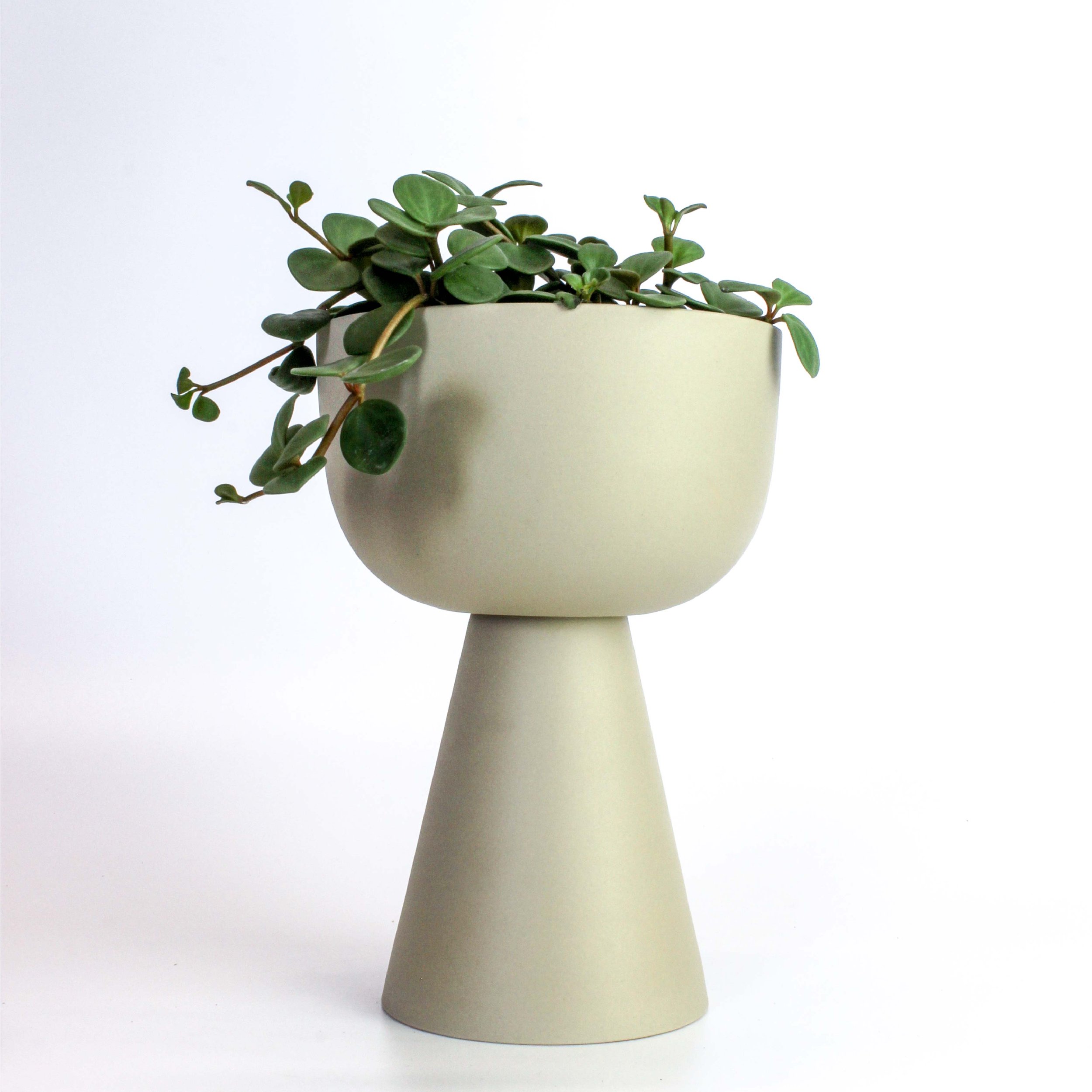 Peperomia Hope dans un cache-pot