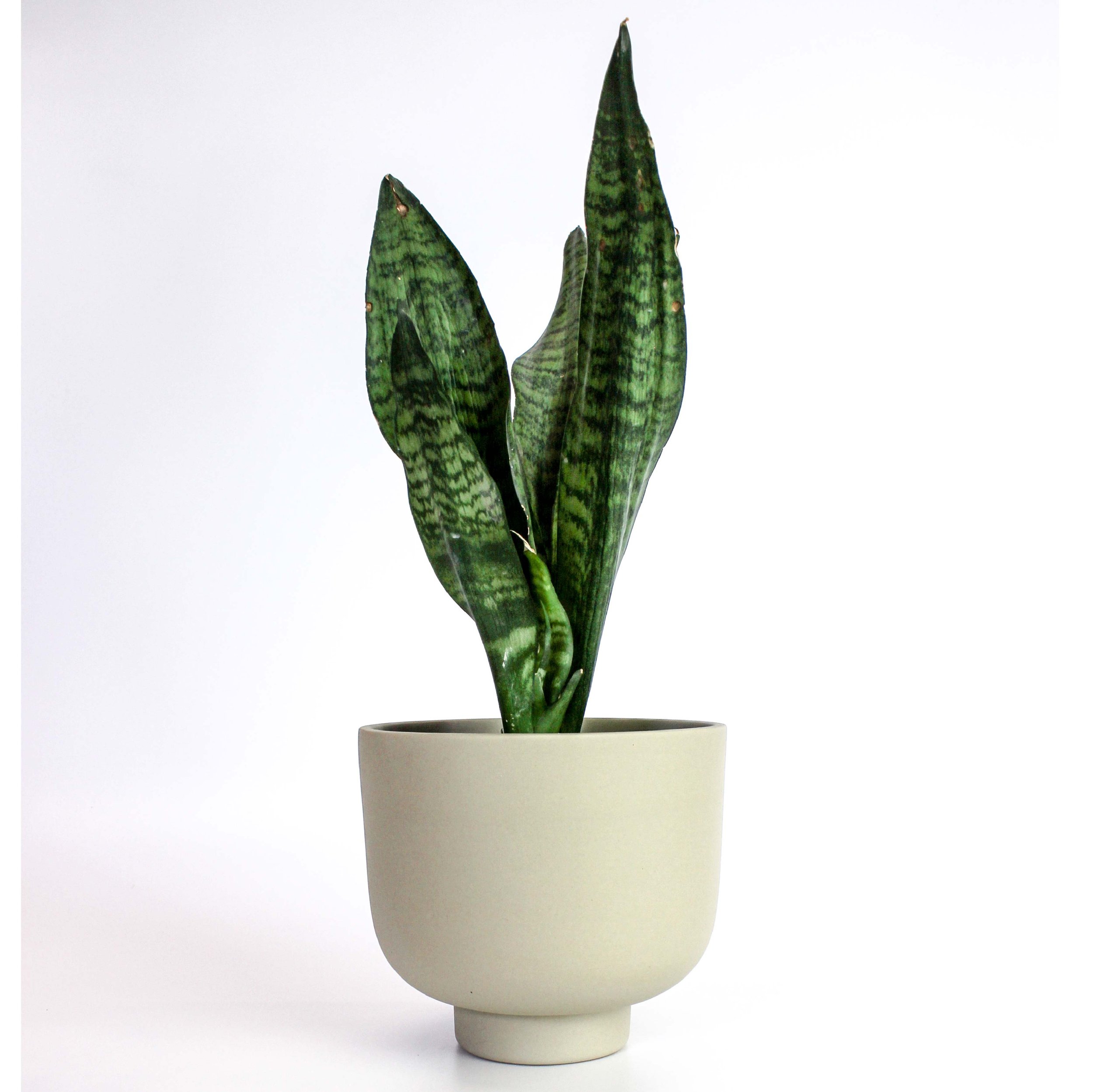 pot à plante design et épuré