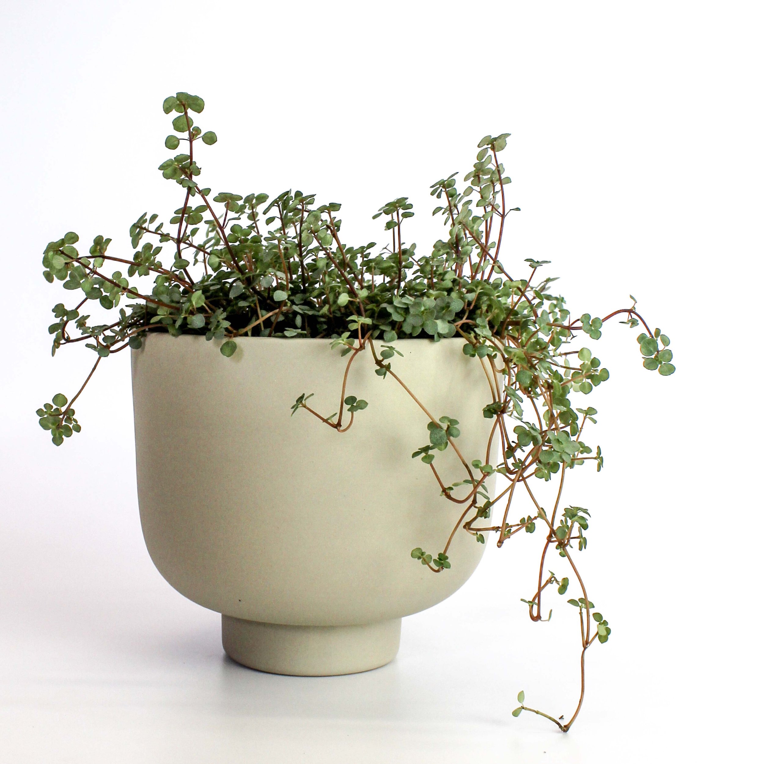 pot à plante pour plante pendante