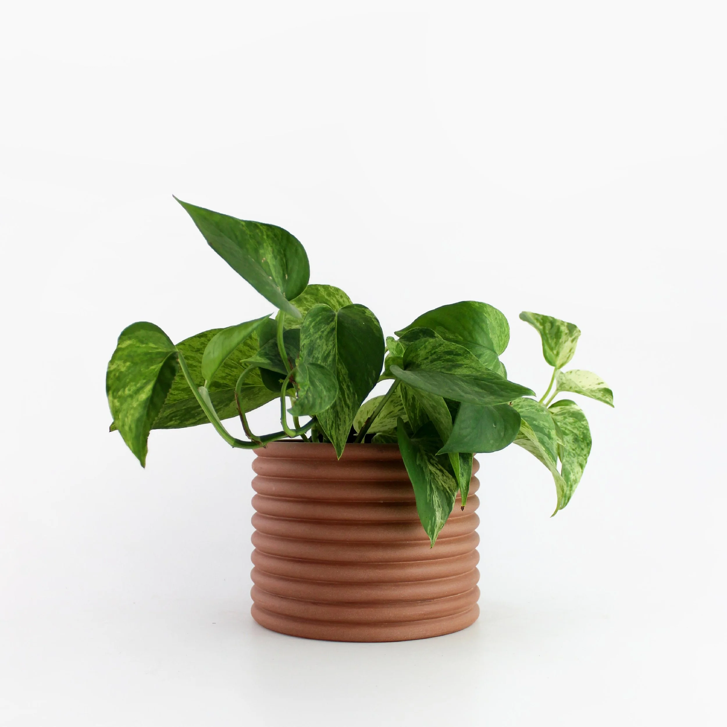 ANN KARINE 4" terracotta