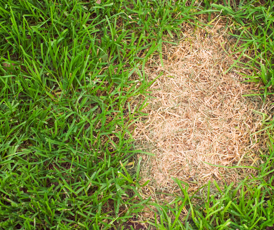 Summer Lawn Myths—Busted