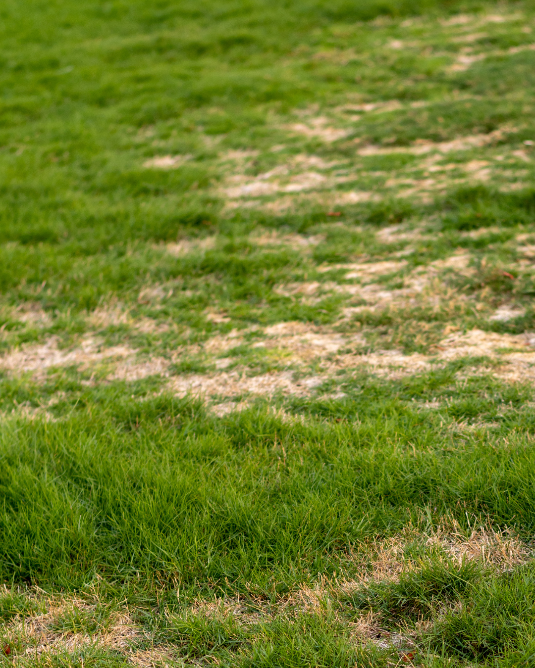 Drought Survival Guide: Keeping Your Lawn Alive When It Stops Raining