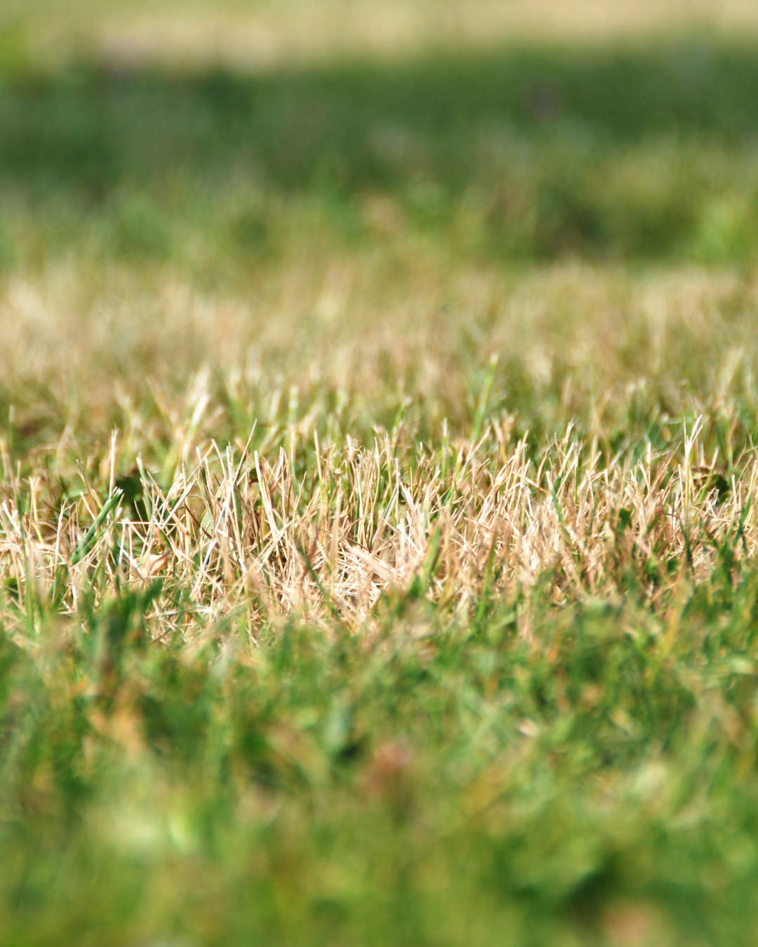 Quick Tip: Should You Mow a Drought-Stressed Lawn?