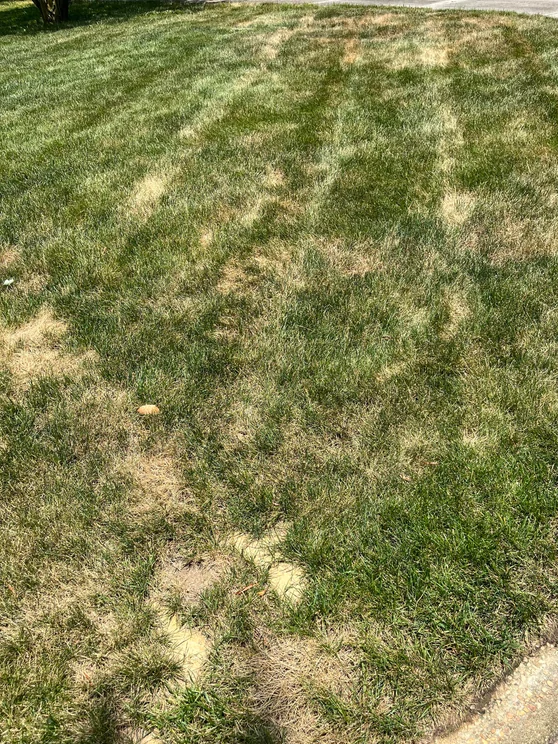 Keeping Your Lawn Alive in the Virginia Summer Heat