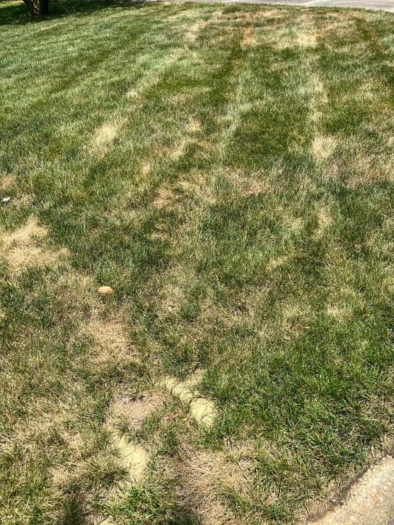 Heat-stressed lawn in Glen Allen, VA showing dry patches and uneven color during summer