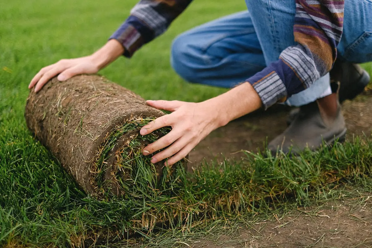 The Ultimate Guide to Lawn Restoration for Homeowners