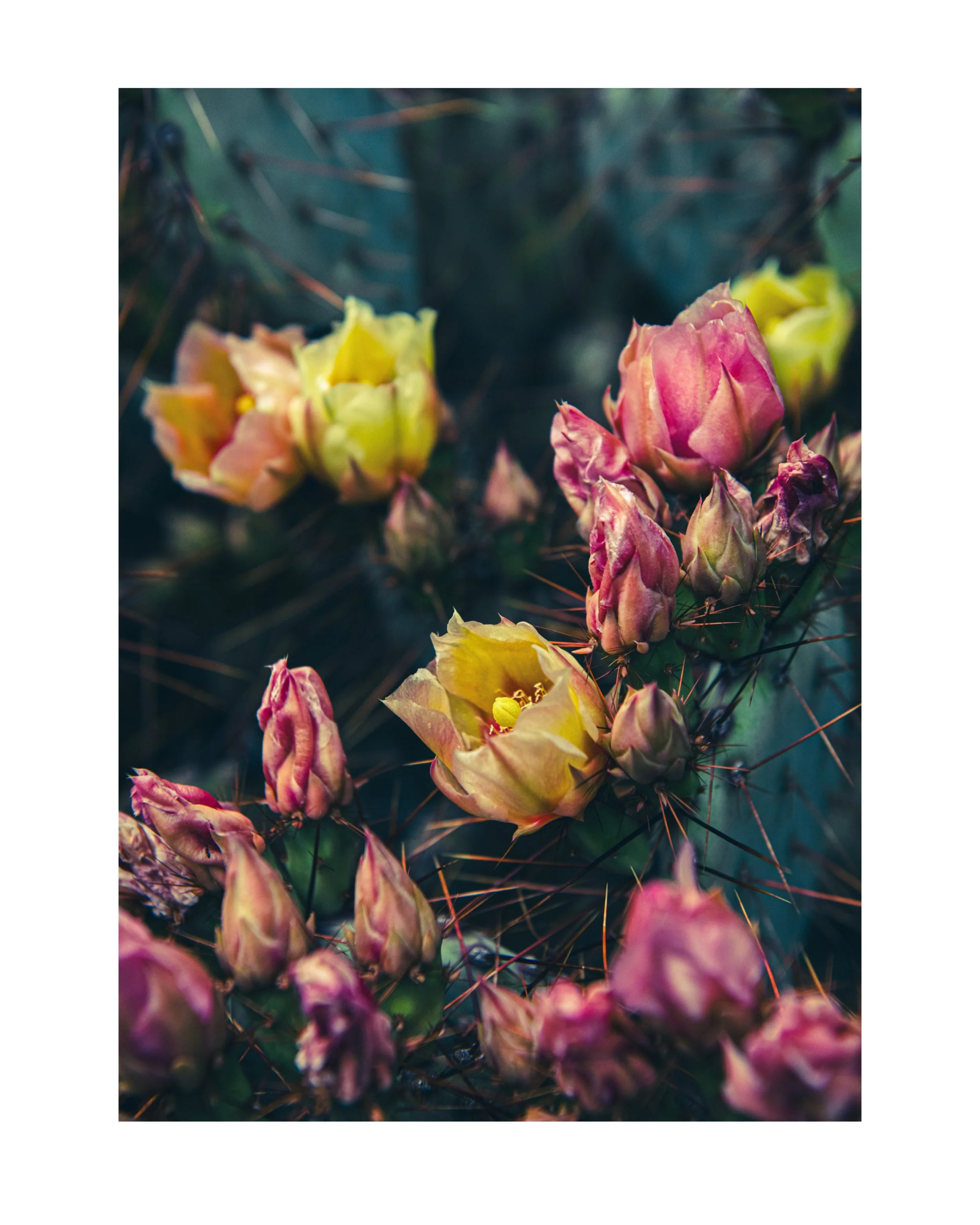 Cactus