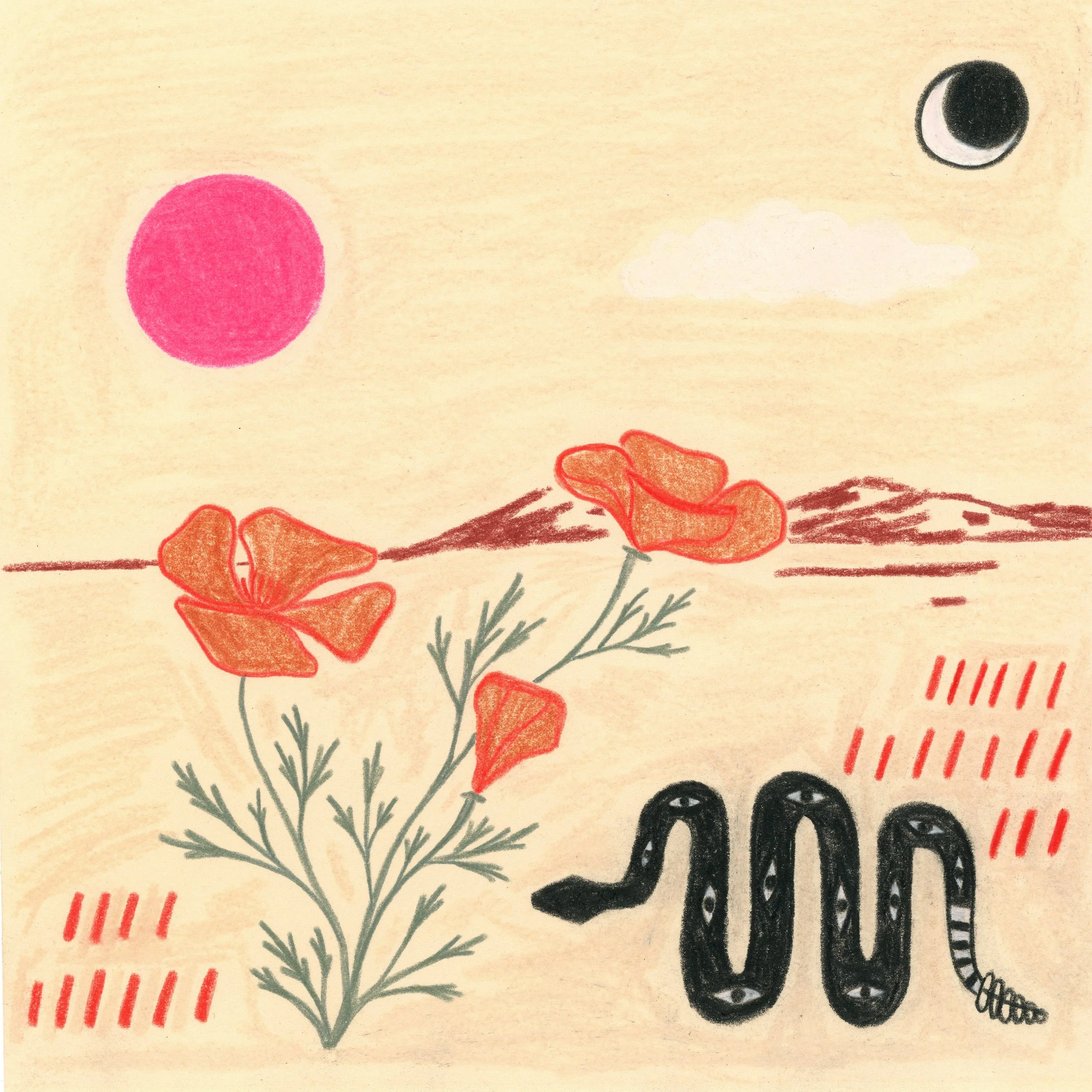 poppies2_7x7.jpg