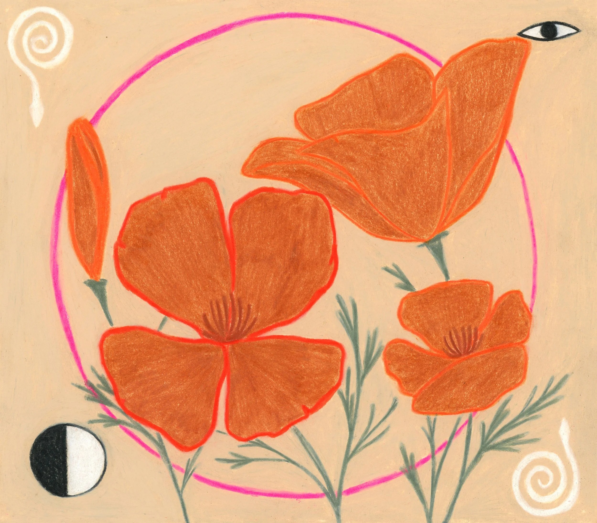 poppies2_7x8.jpg