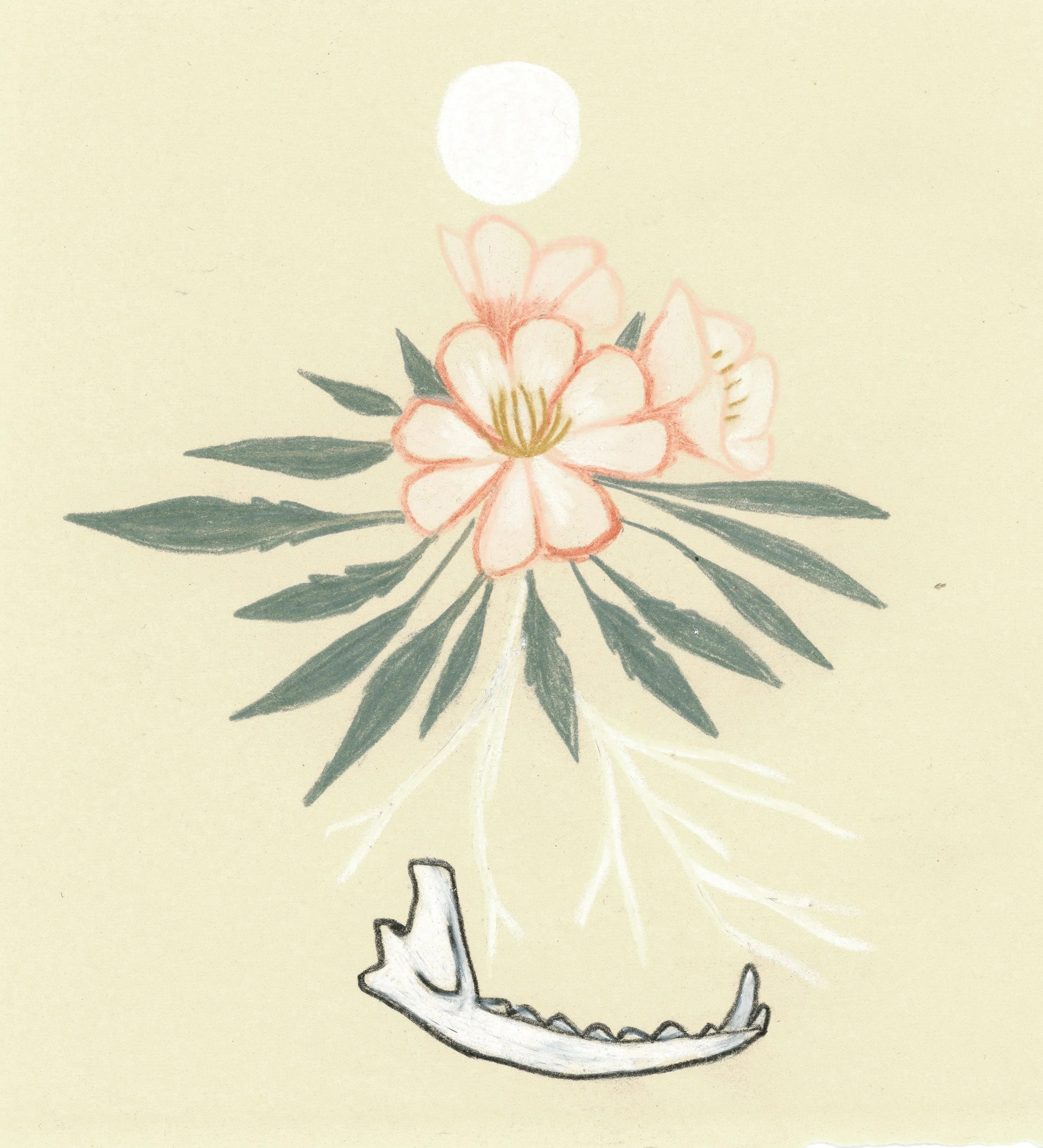 primrose + jawbone_5.5x5.jpg