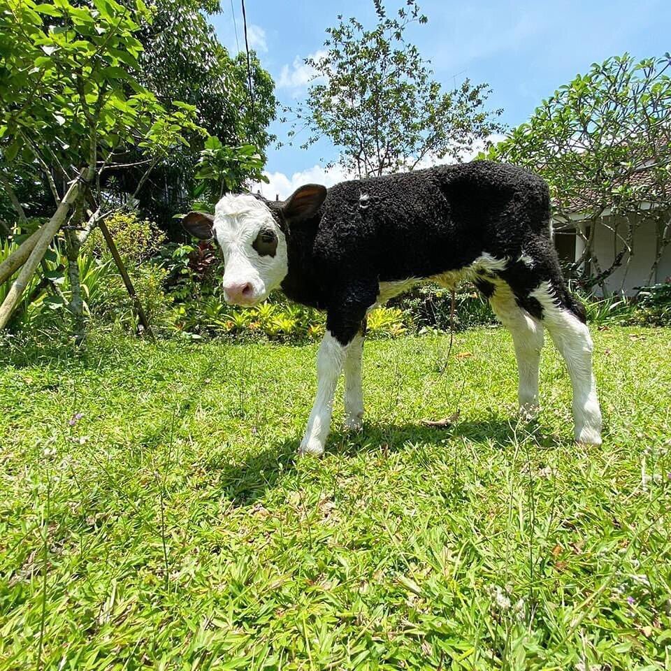 This is little Mary, the cute calf with curly hair and &lsquo;panda&rsquo; eyes. She was born today at 5am. Now she is able to stand and play outside. What a surprise! We hope that she will become a strong and healthy cow 🐮🥰

📸 by @ladyfarody 

#m