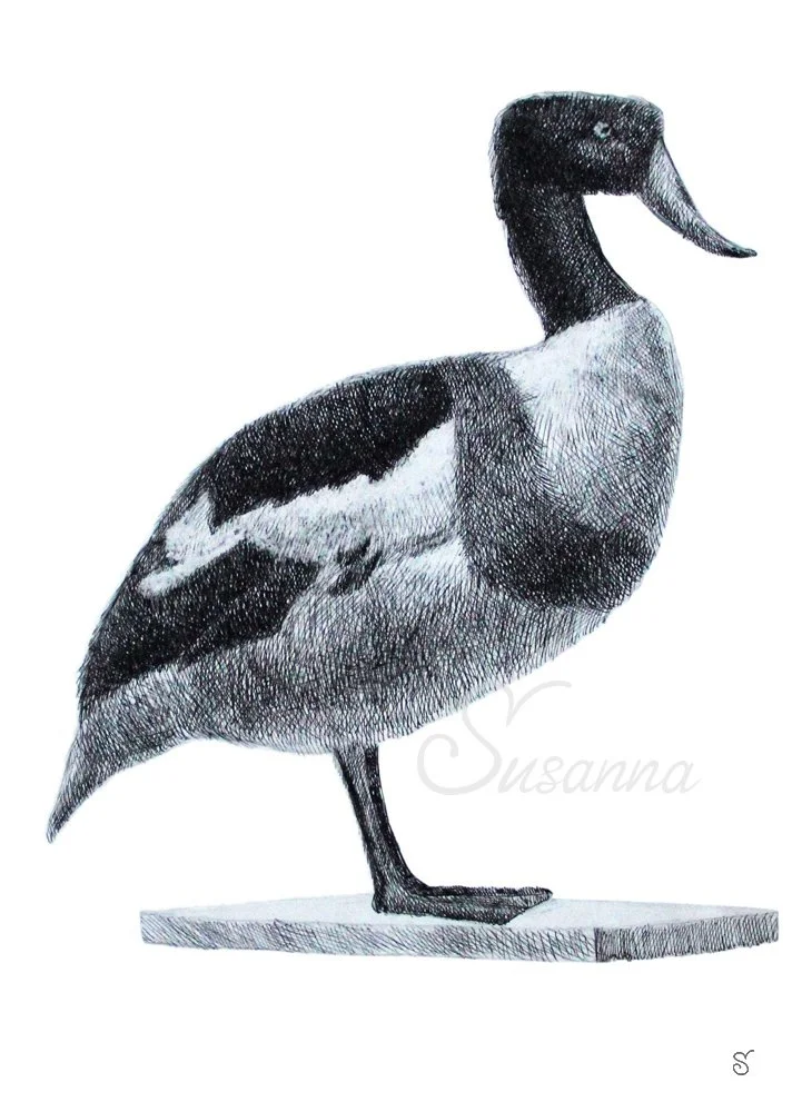 duck-graphics-sfw5.jpg