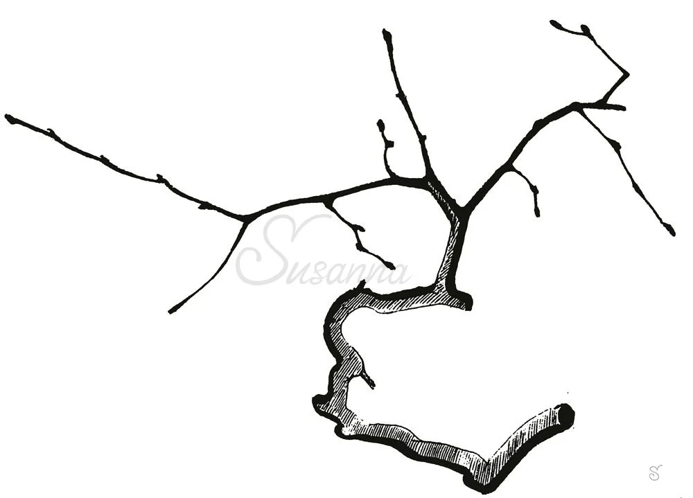 Twig1_sfw5.jpg