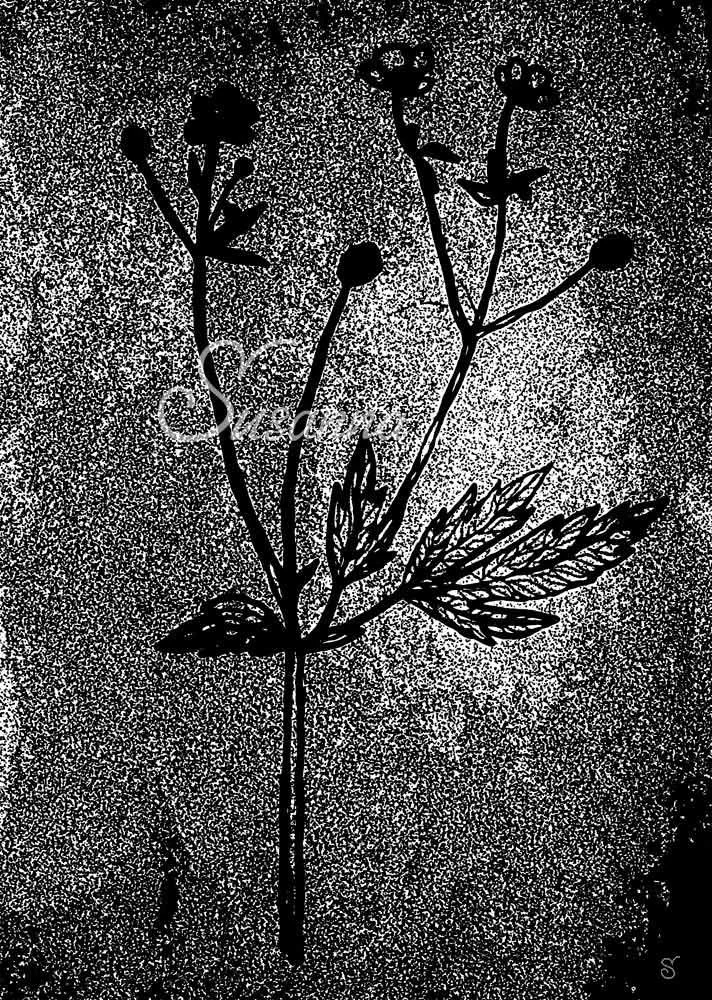Flower_twig1_black_sfw5.jpg