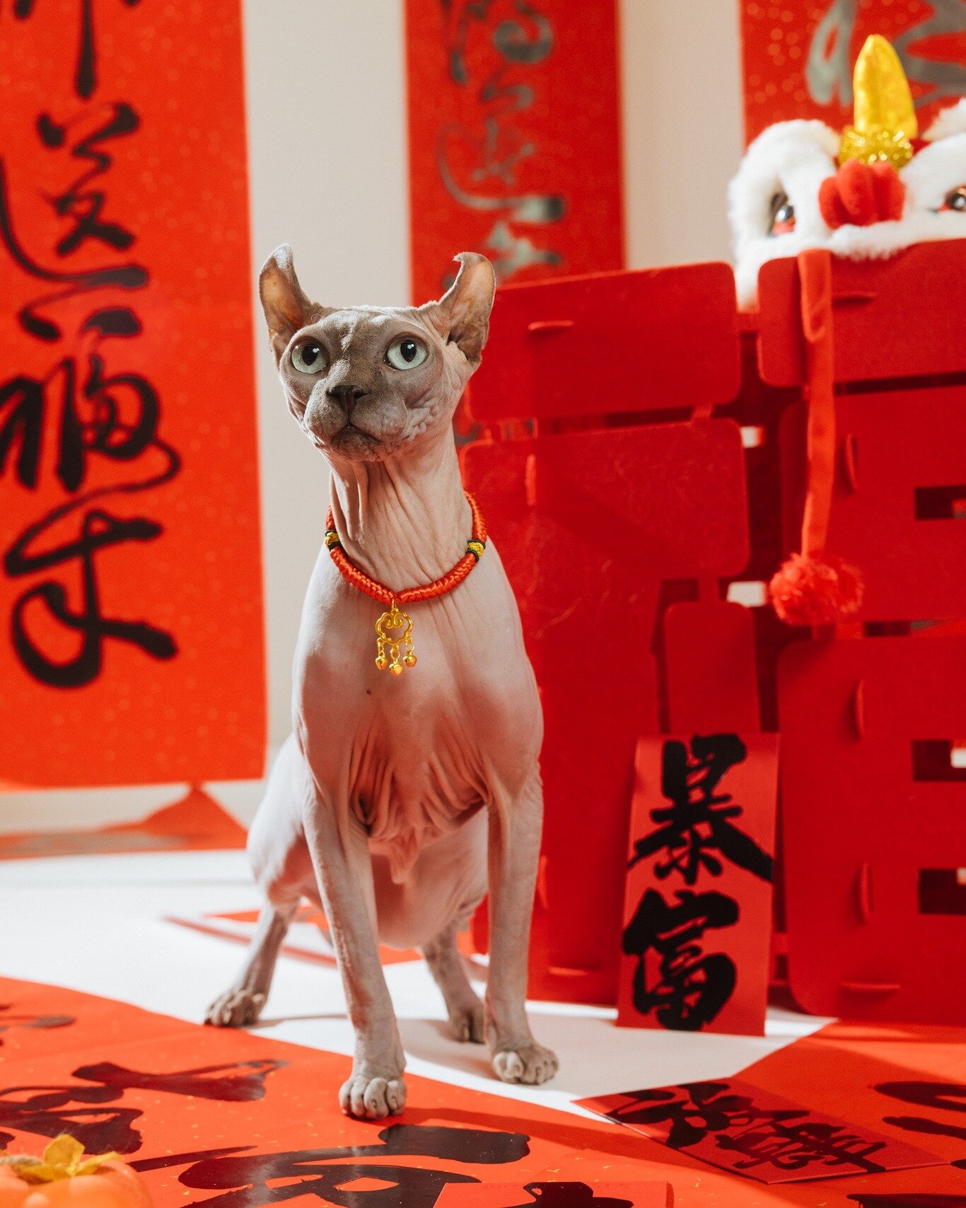 Red for good luck for the new year! 😎
.
 #torontocatphotographer #catphotoshoot #catphotography #chinesenewyear2024