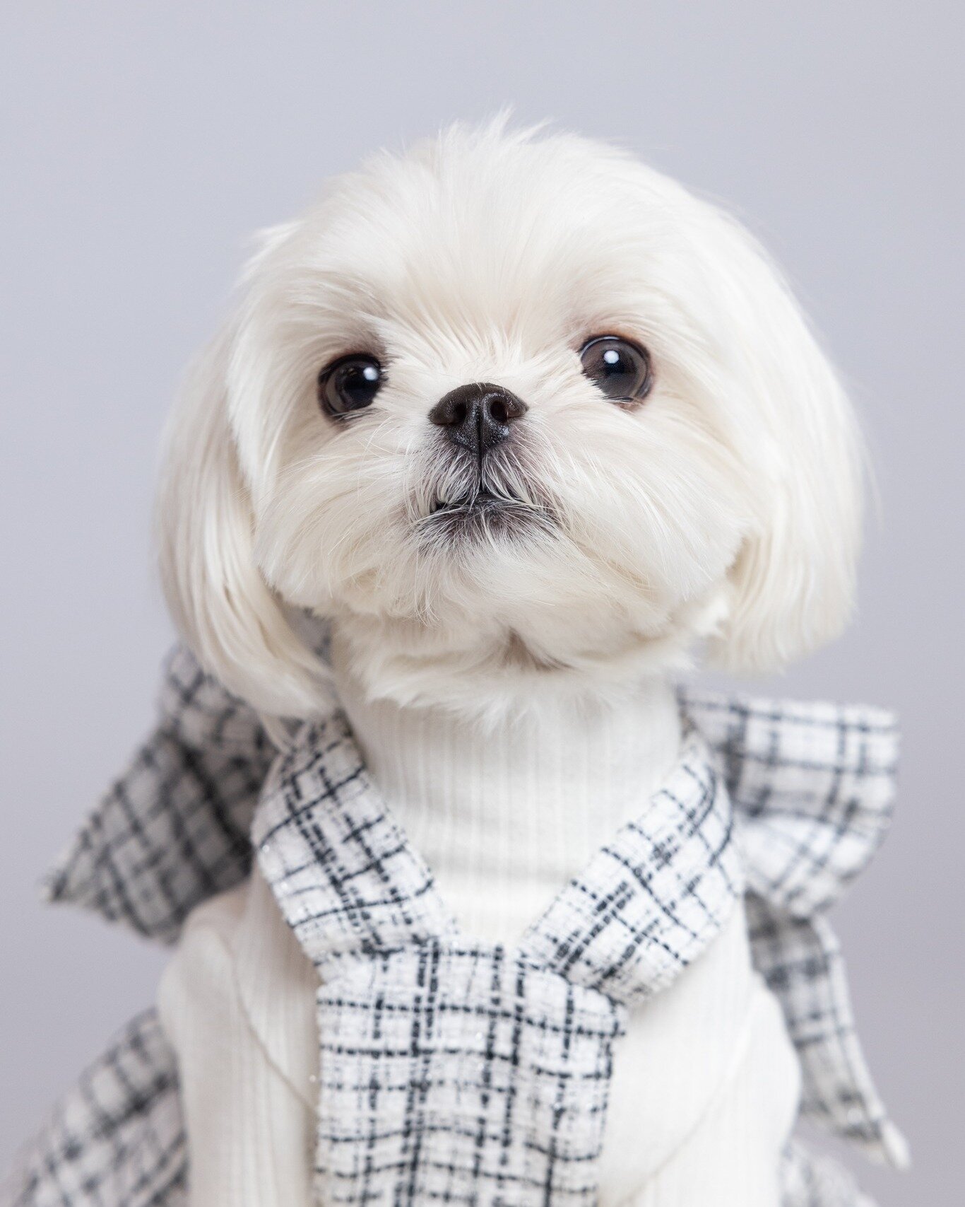 Meimei looking so pretty for her headshot! 😘
.
 #torontodogs #torontodogsofinstagram #torontodogphotographer #dogphotographer #cutepetclub #torontopetphotographer #dogsofinstagram #malteseworld #malteselovers