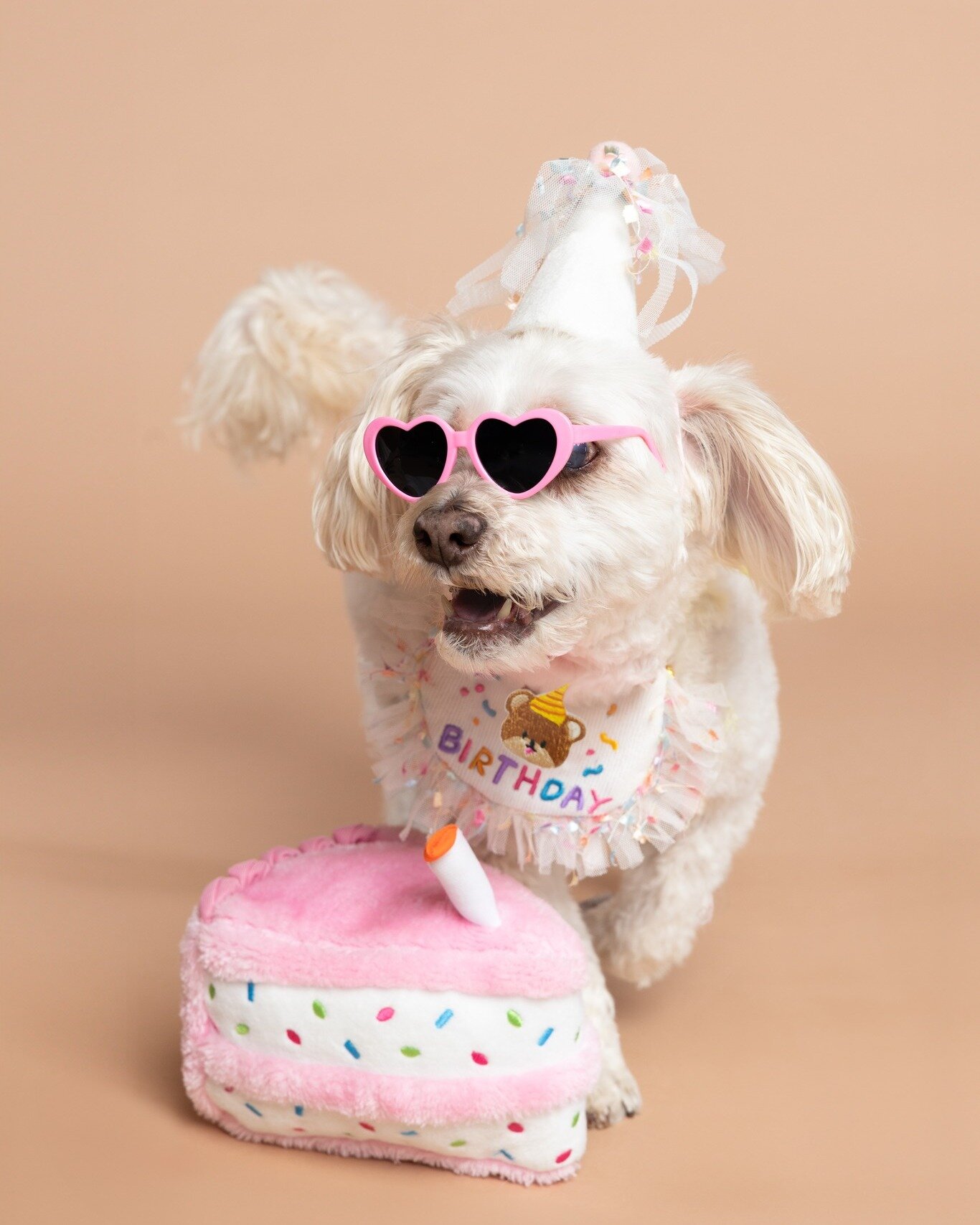 Lola's birthday photo shoot! 😍
.
 #torontodogs #torontodogsofinstagram #torontodoglovers #cutepetclub #dogphotographer #torontodogphotographer #torontopetphotographer #dogfashion #dogslife