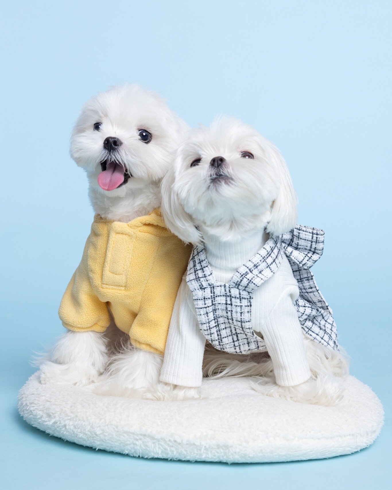 The cutest duo Teemo and Meimei 🩵
.
 #torontodoglovers #torontodogsofinstagram #dogphotographer #cutepetclub #torontodogphotographer #torontopetphotographer #torontodogs #malteselovers #malteseworld #dogsofinstagram #dogslife #dogfashion