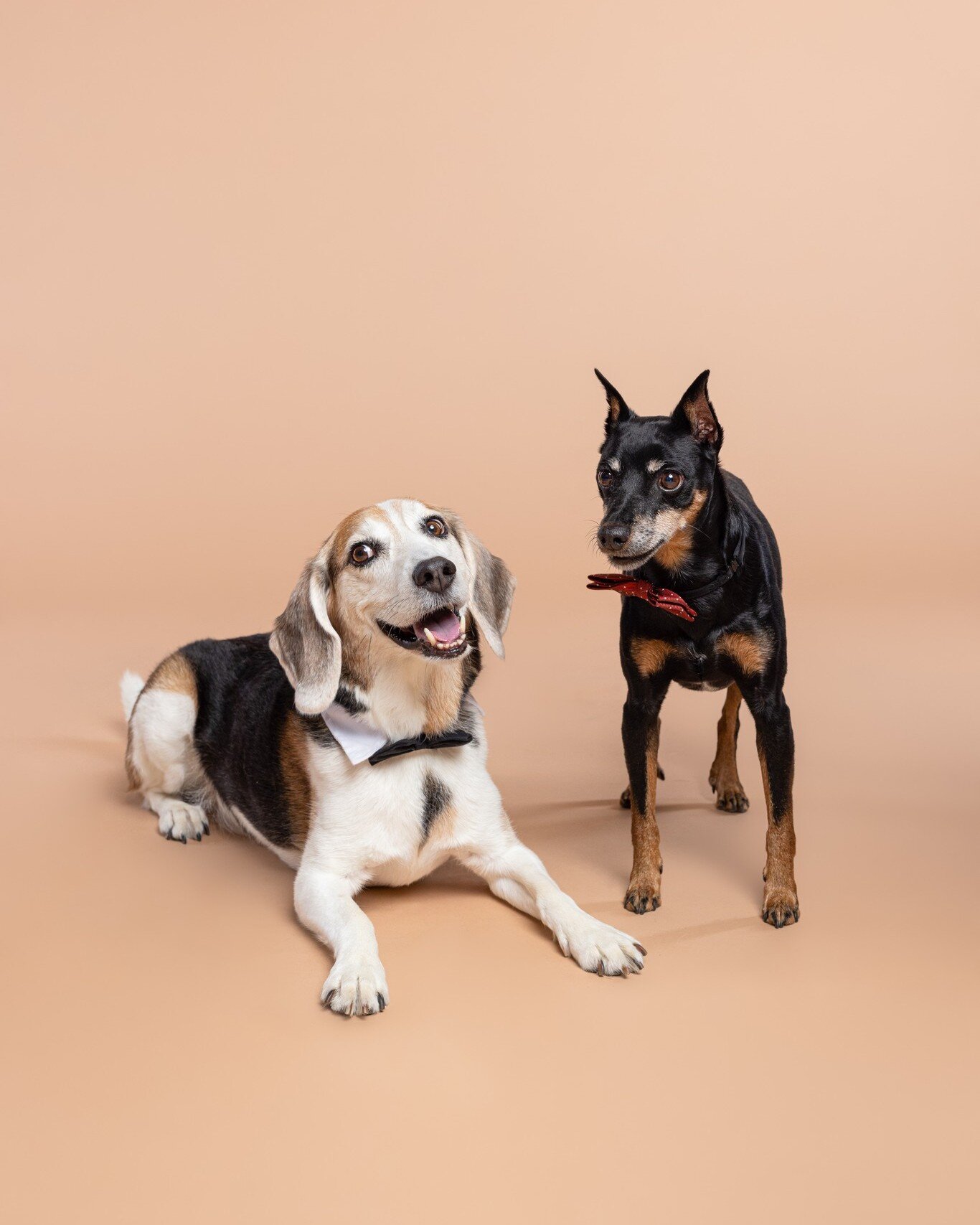 Remi and Rocky's cute family! 🥰
.
 #torontodogs #torontodoglovers #torontodogsofinstagram #cutepetclub #dogphotographer #torontodogphotographer #torontopetphotographer #dogsofinstagram #dogslife #dogfashion #familyphoto #familyphotoshoot