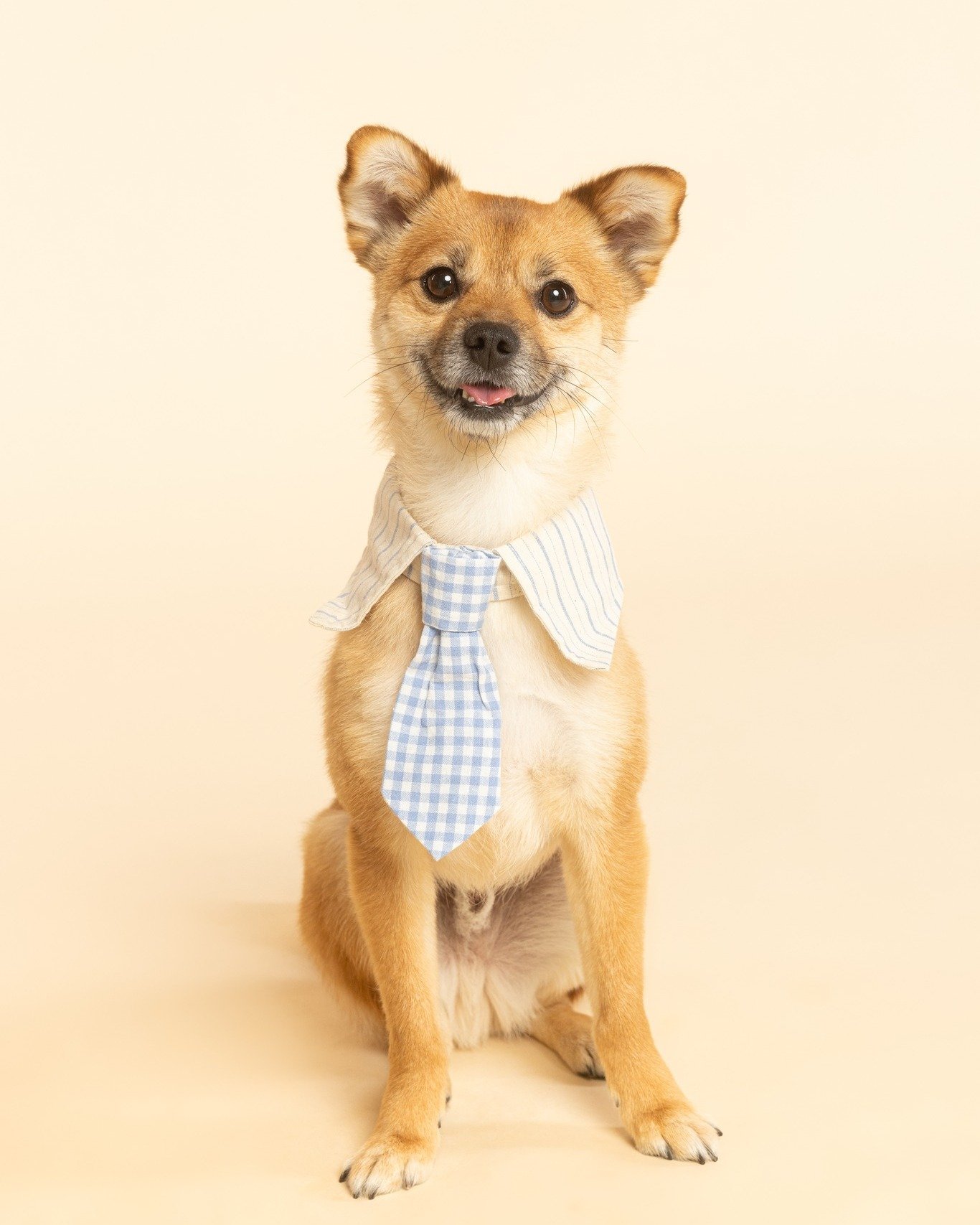 A super fun session with Dallim and his lovely family! 🥰 He's such a gentle boy and we're so glad he had a great time taking photos. 
.
 #familyphotoshoot #familyphoto #torontopetphotographer #torontodogphotographer #dogphotographer #cutepetclub #to