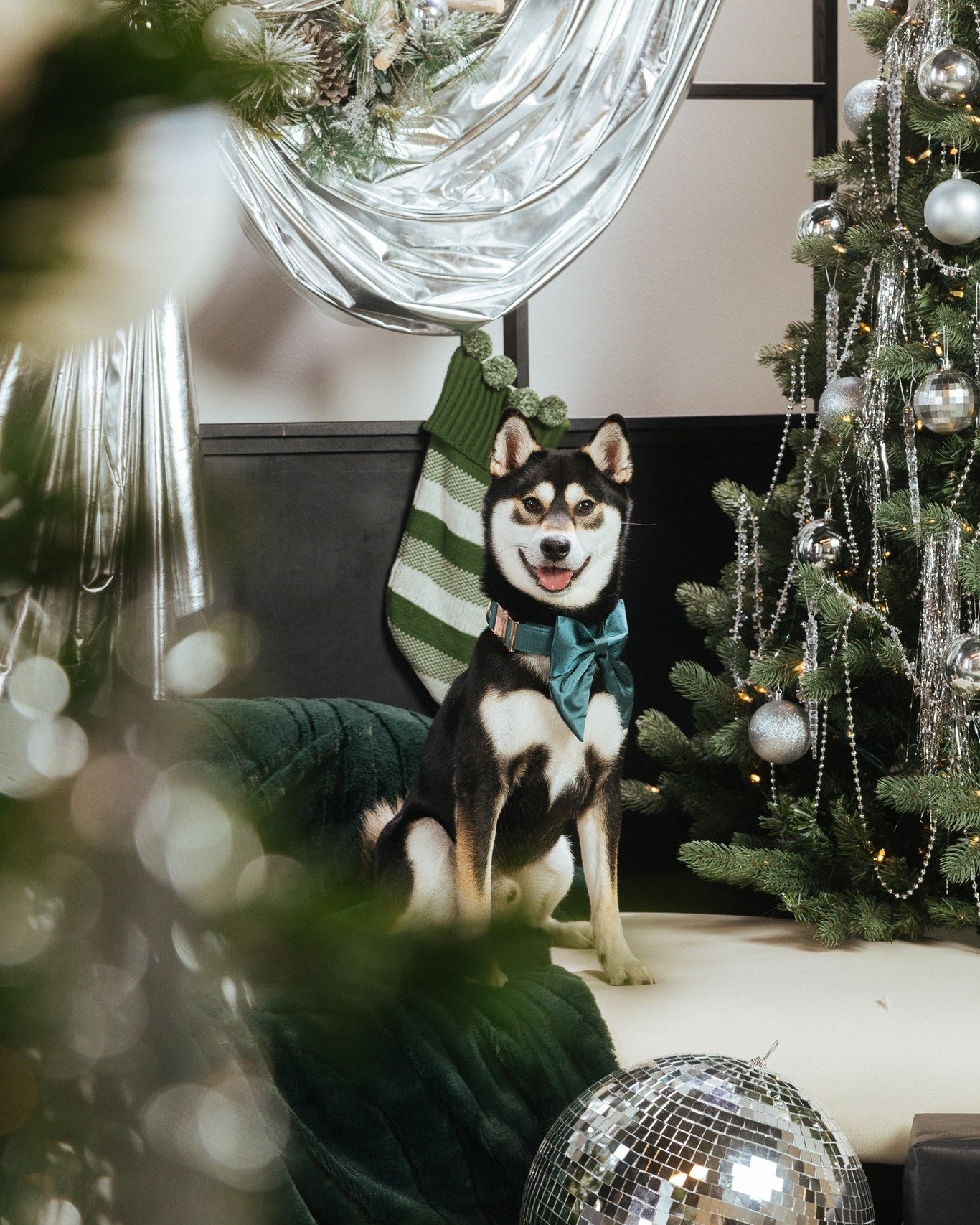 Mister handsome Zion 😍 
.
 #torontochristmasshoot #torontochristmas #torontopetphotographer #torontodogphotographer #torontodogsofinstagram