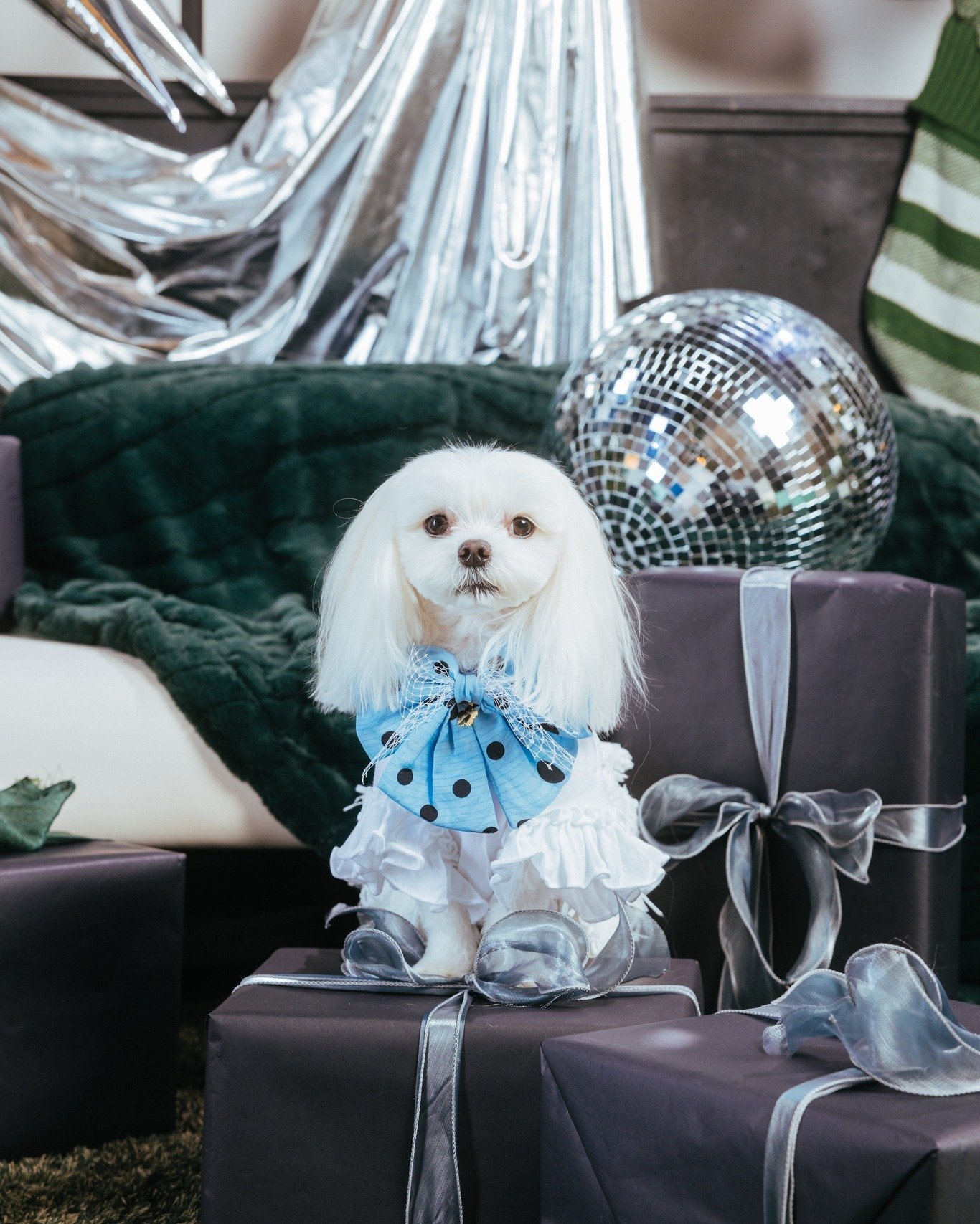 Mochi's wardrobe giving princess. She definitely has more clothes than me. 😂
.
 #christmasminis2024 #christmasminisessions #christmasminishoot #torontochristmasshoot #dogfashion #malteselovers #torontopetphotographer