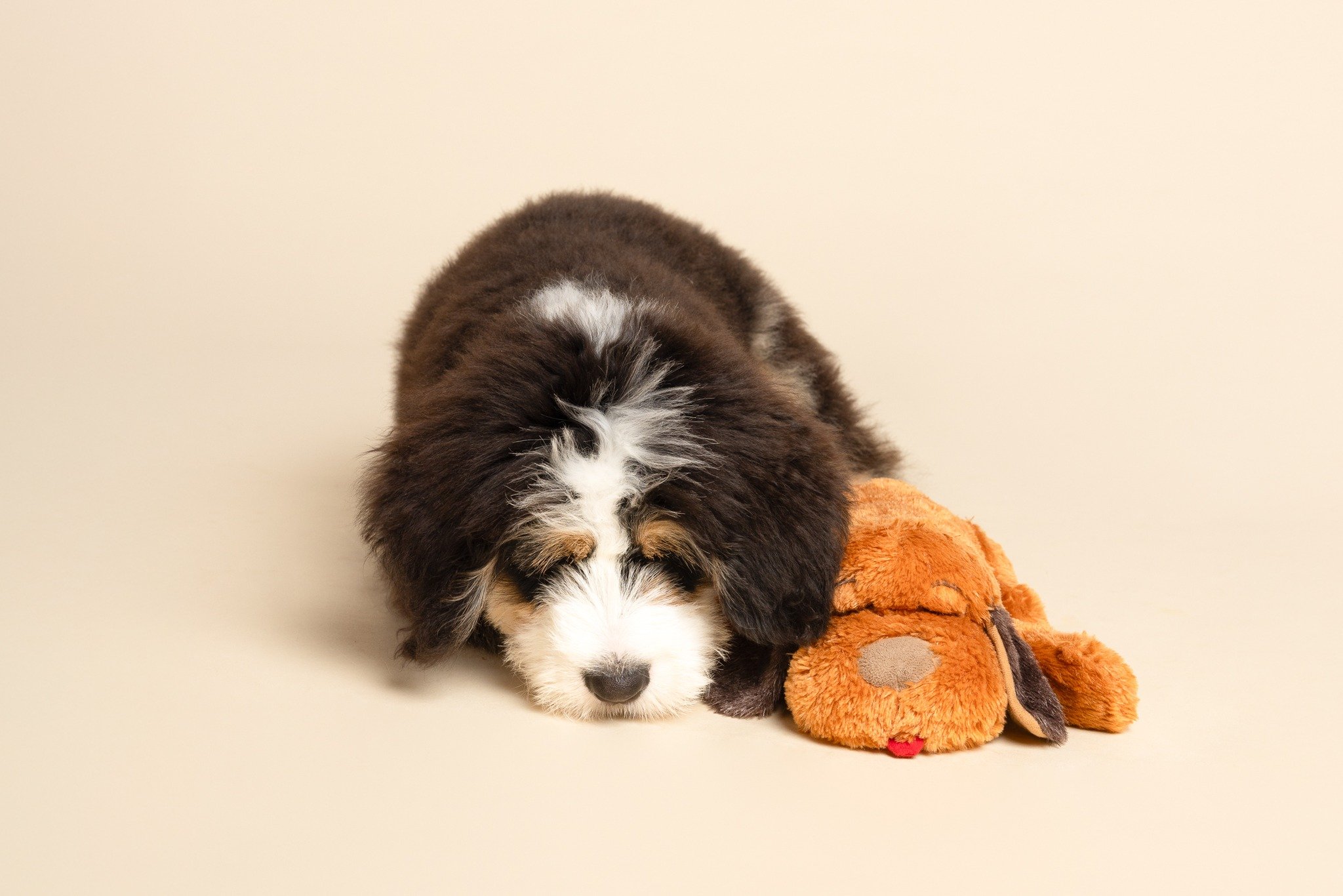 Theo pretending to be a toy. 😂
.
 #torontopetphotographer #torontodogphotographer #dogphotographer #cutepetclub #torontodogsofinstagram #torontodoglovers #torontodogs #dogsofinstagram #dogslife #dogfashion