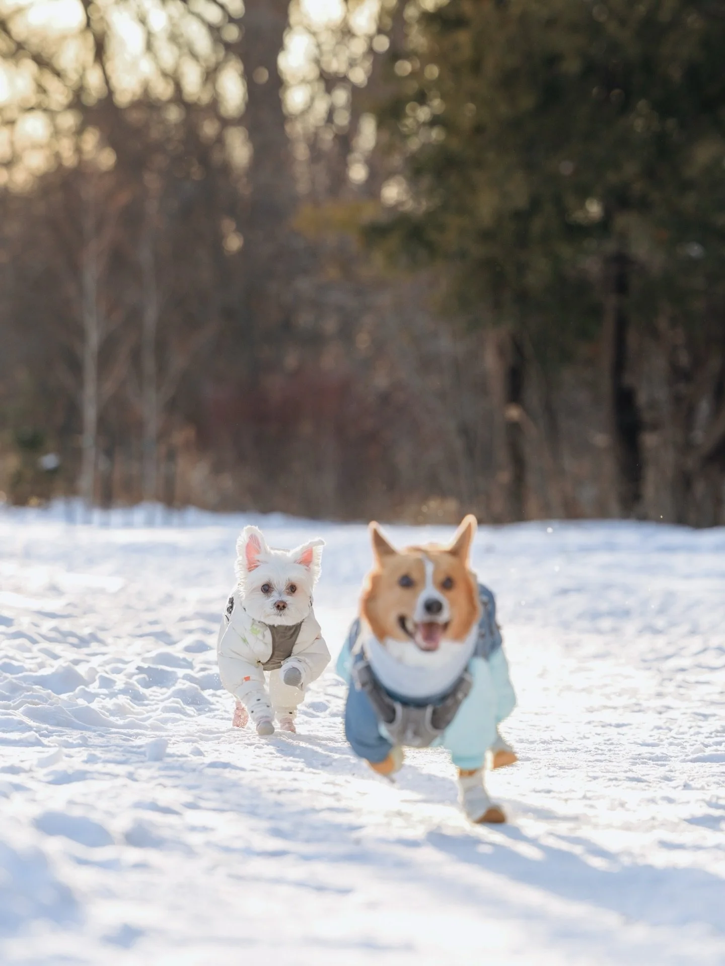Winter walks with our fur babies Noodle and Kiwi🤍 
She may have lost her sight, but she never lost her way. Watching Noodle explore fearlessly is the only inspiration we need today. 
Fun fact: she still plays her favourite fetching game with us at h