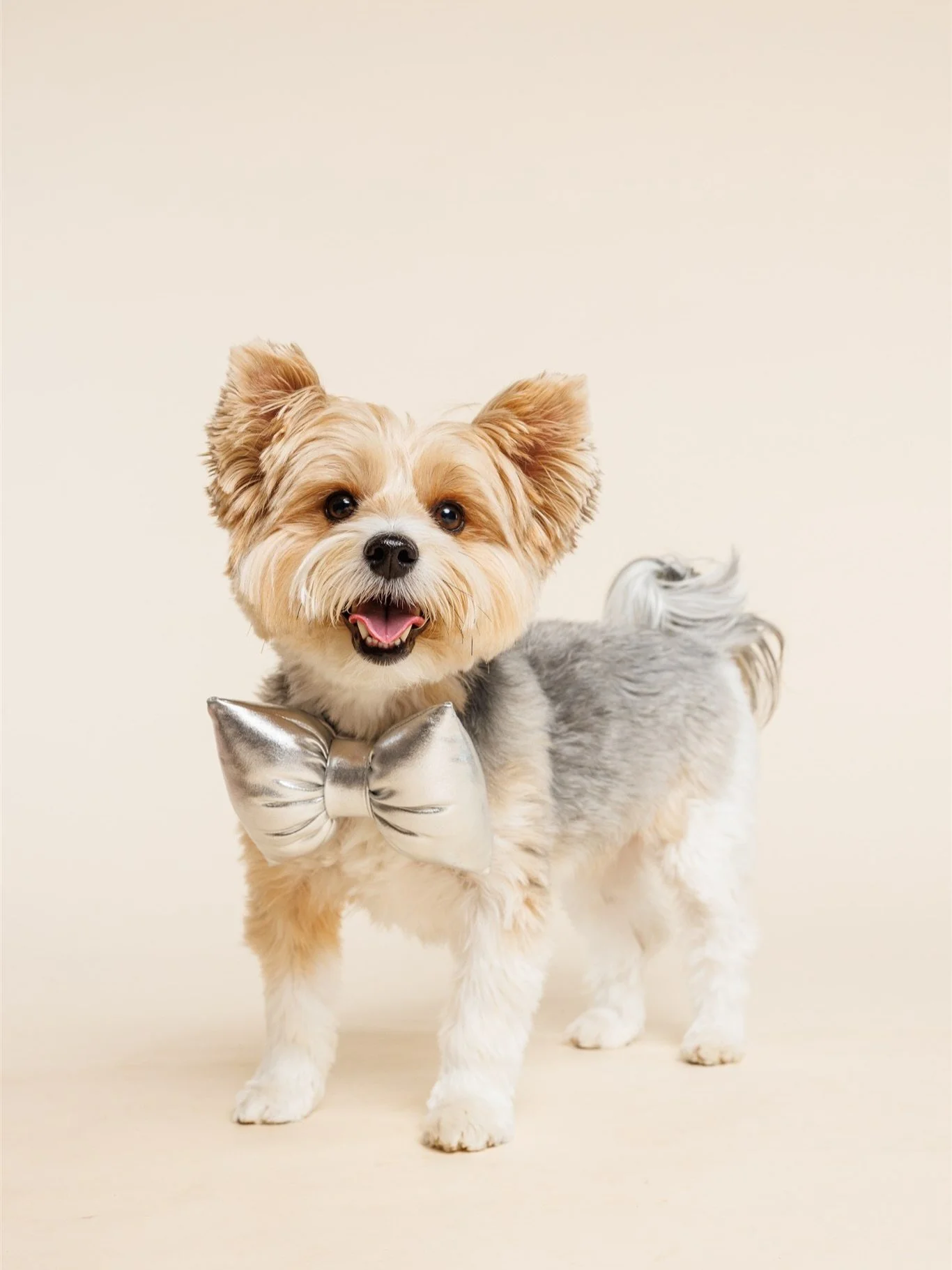 Snoopy&rsquo;s Birthday shoot. 💙 What a sweet baby. 🥹
#torontodogphotographer #petportrait