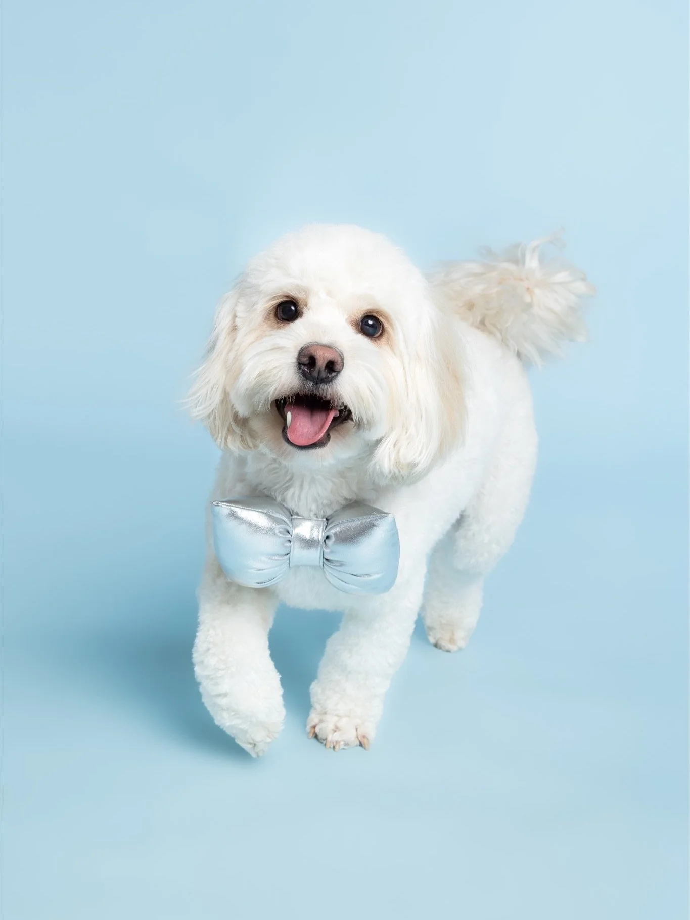 Cooper&rsquo;s birthday shoot 🩵
#torontodogphotography #petportraits