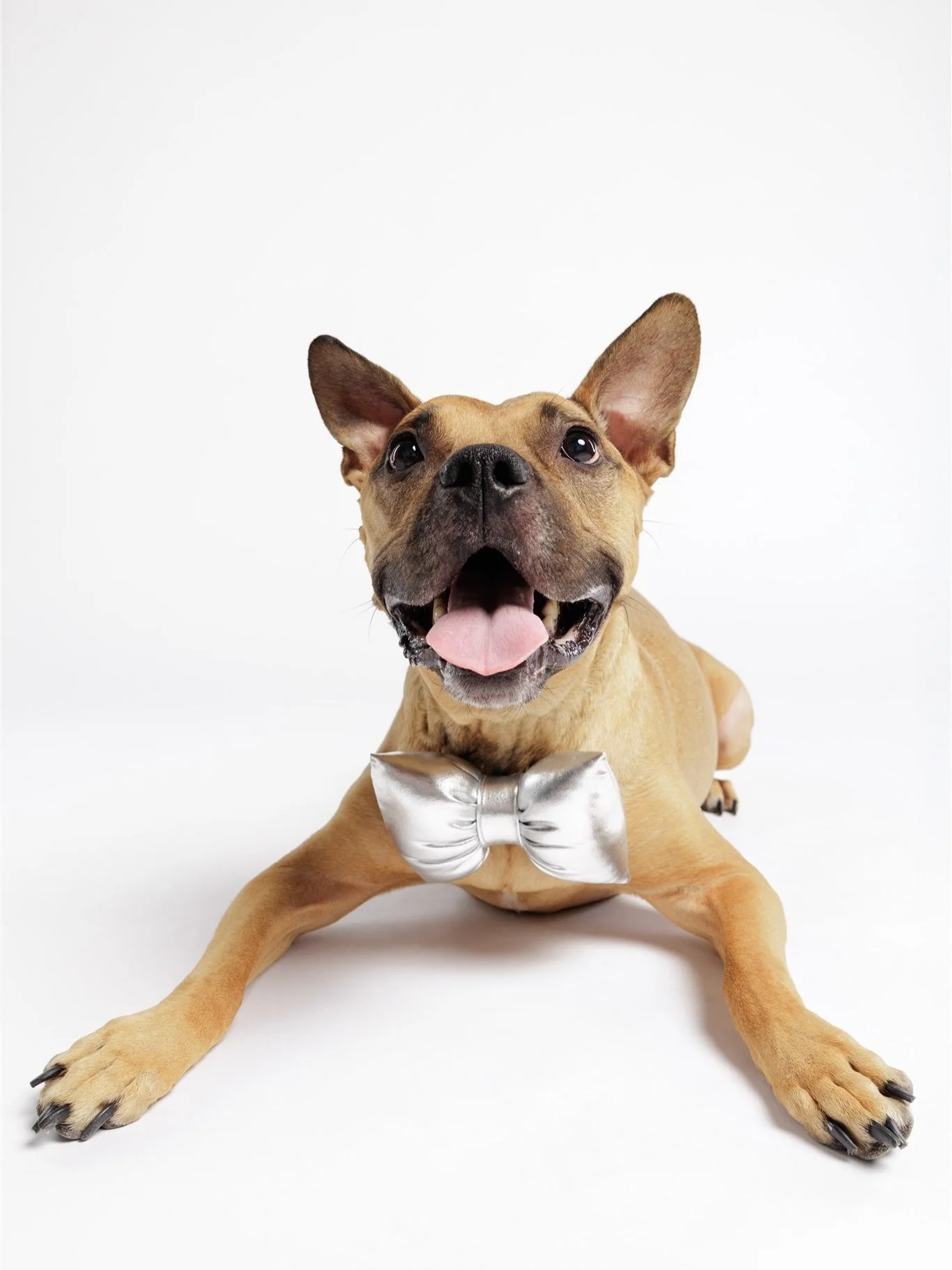 Shelia 🤍
#torontodogphotographer #petportrait