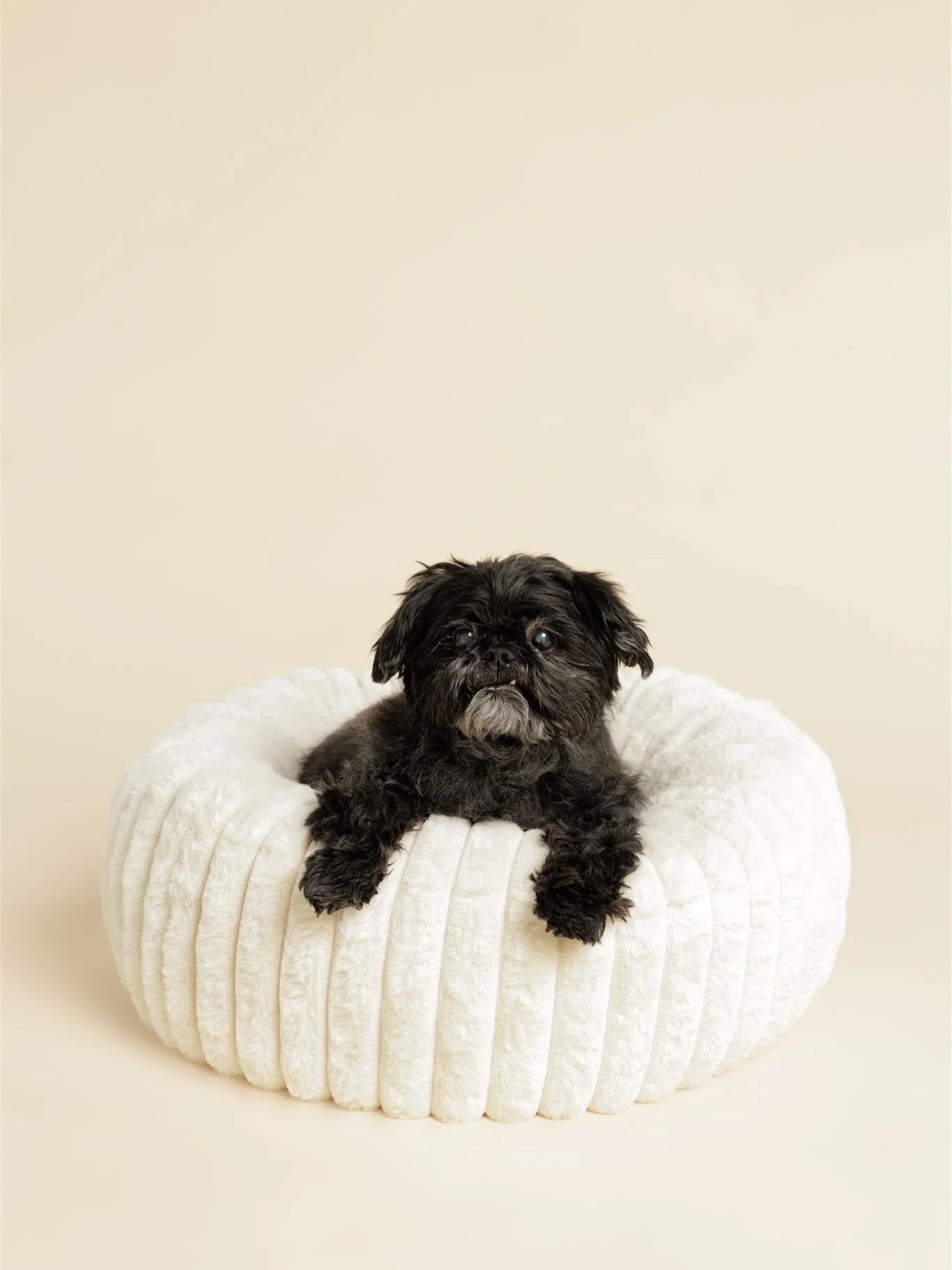 Nothing to do with age, they&rsquo;re always our sweet baby. 🤍
#dogportraits #torontodogphotographer #petportrait