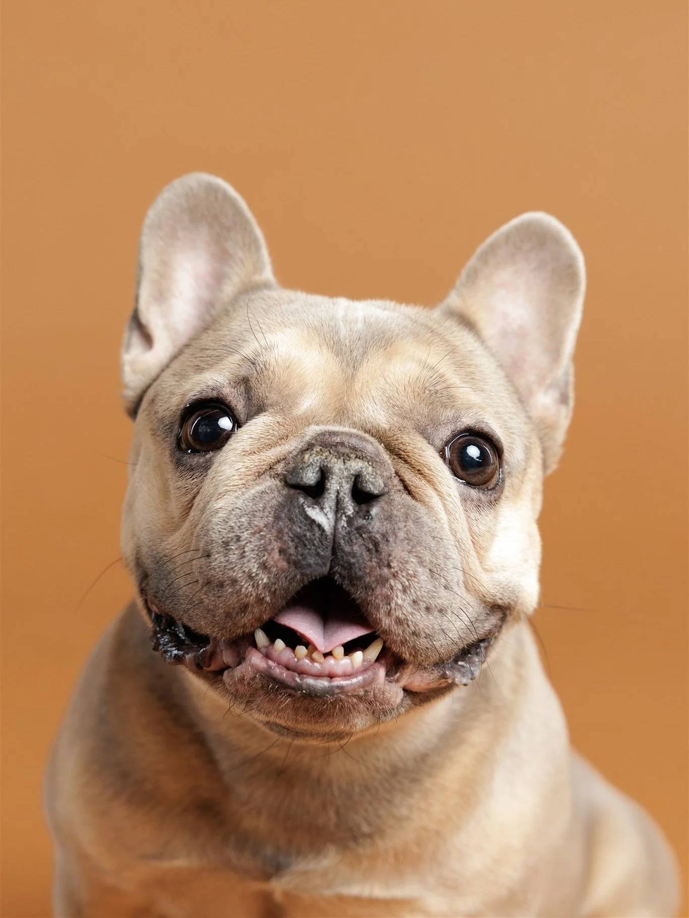 Frankie the sweet frenchie 🤎 absolutely love this downward facing dog moment. 😂
#torontodogphotographer #frenchiephotos #petportraitartist