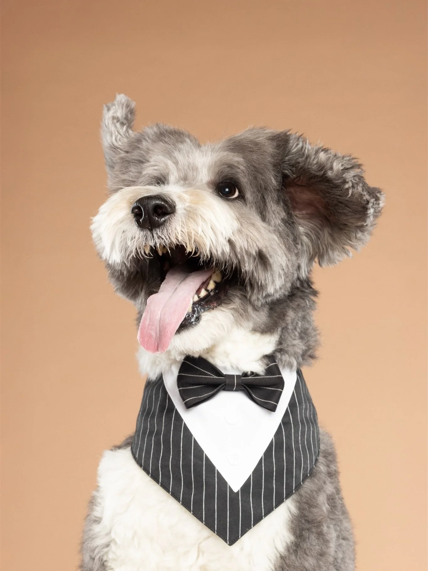 Fluffy and his sweetest family. 🥹
#familyportraits #torontodogphotographer