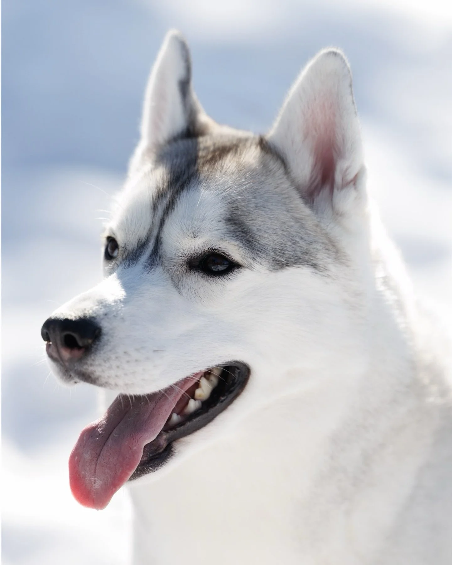 Some winter memories with Nana🤍
&bull;
#torontodogphotographer #outdoorsession #familyphotography #dogphotography #huskyphotos