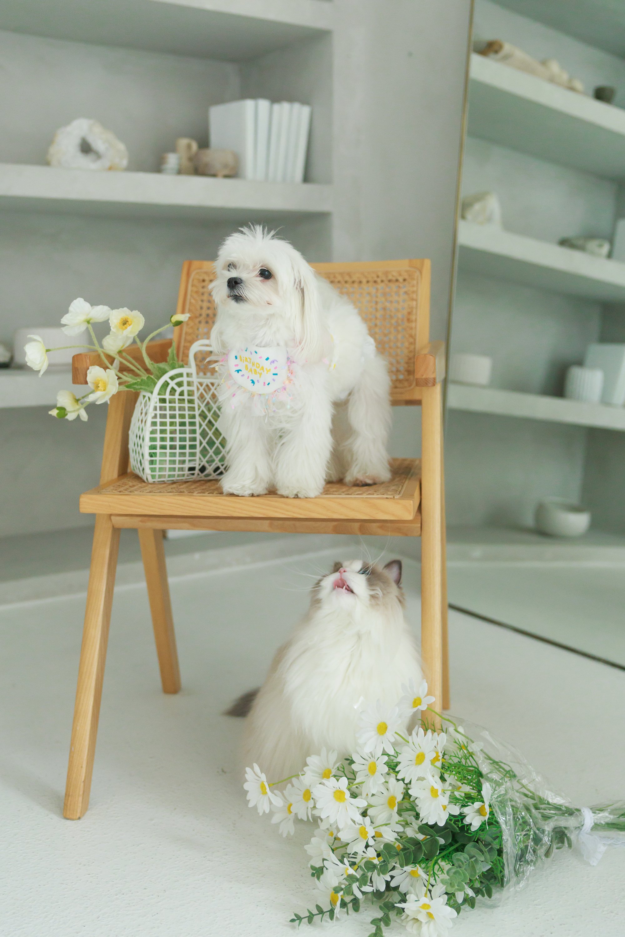 Tetley & Teddy & Ollie & Lumi -0449.jpg