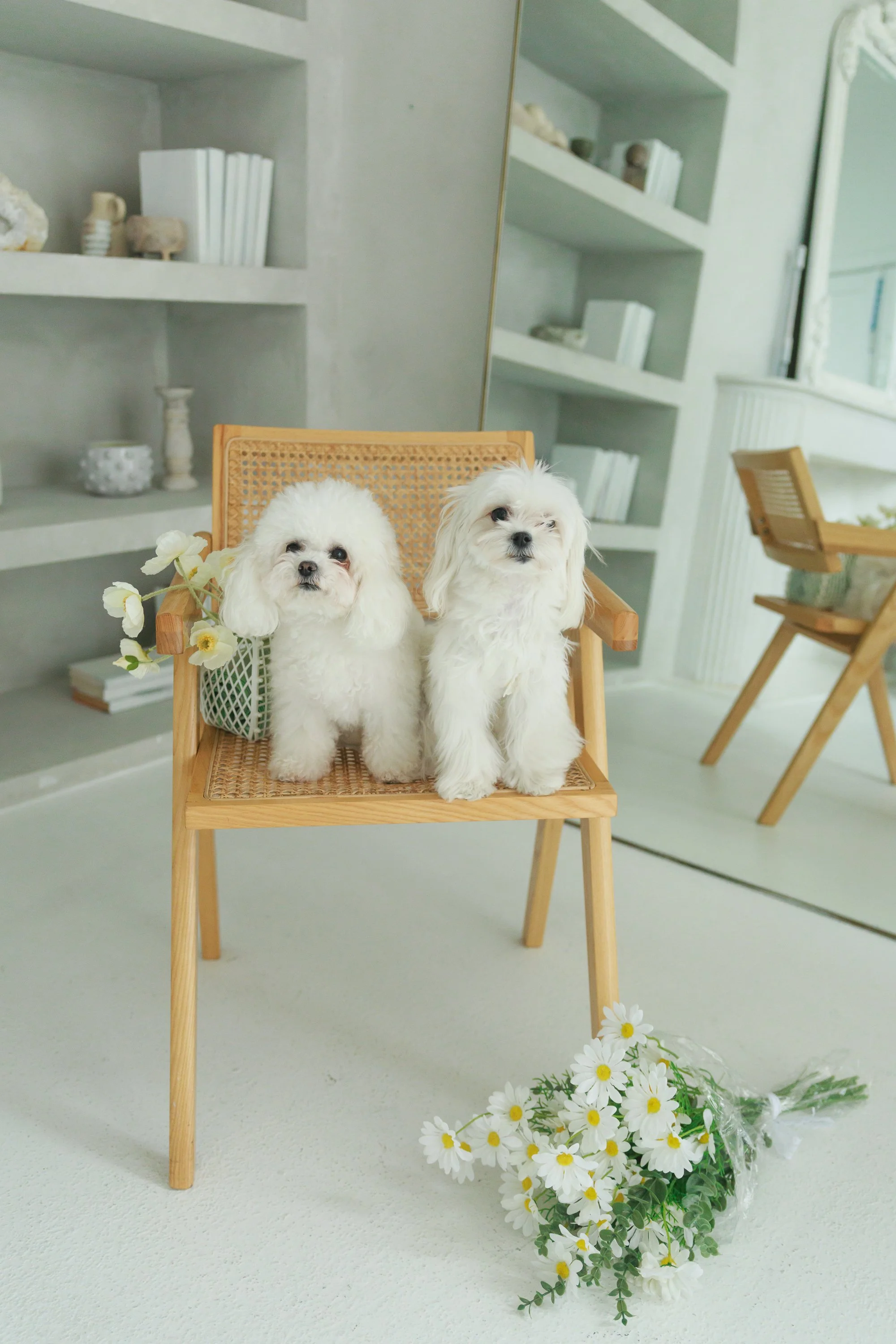 Tetley & Teddy & Ollie & Lumi -0489.jpg