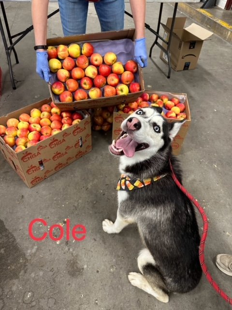 Cole Likes Apples