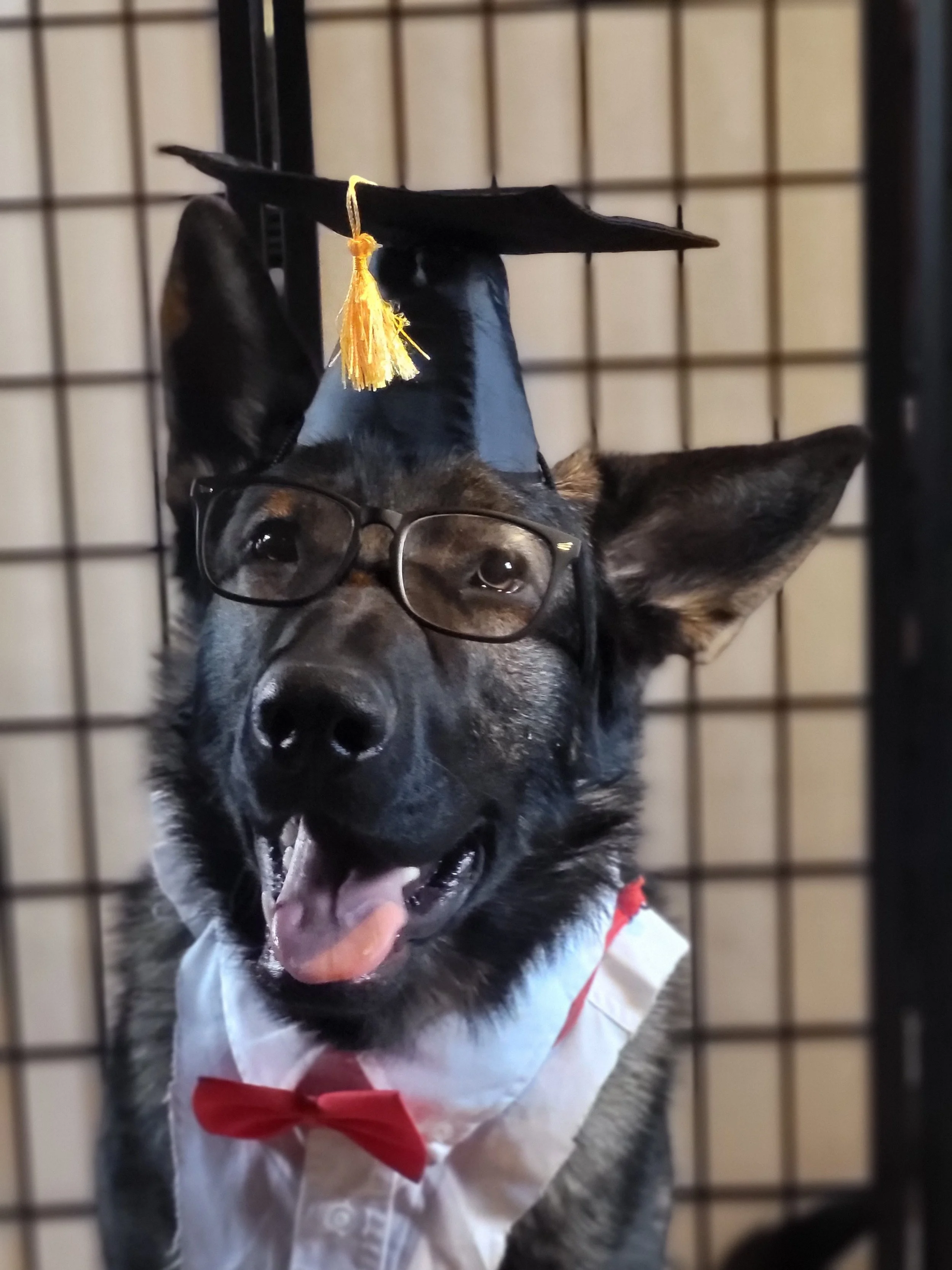 Heashot of Professor Hawkeye, a German Shepherd wearing a shirt front, a bow tie, glasses and a graduation hat.