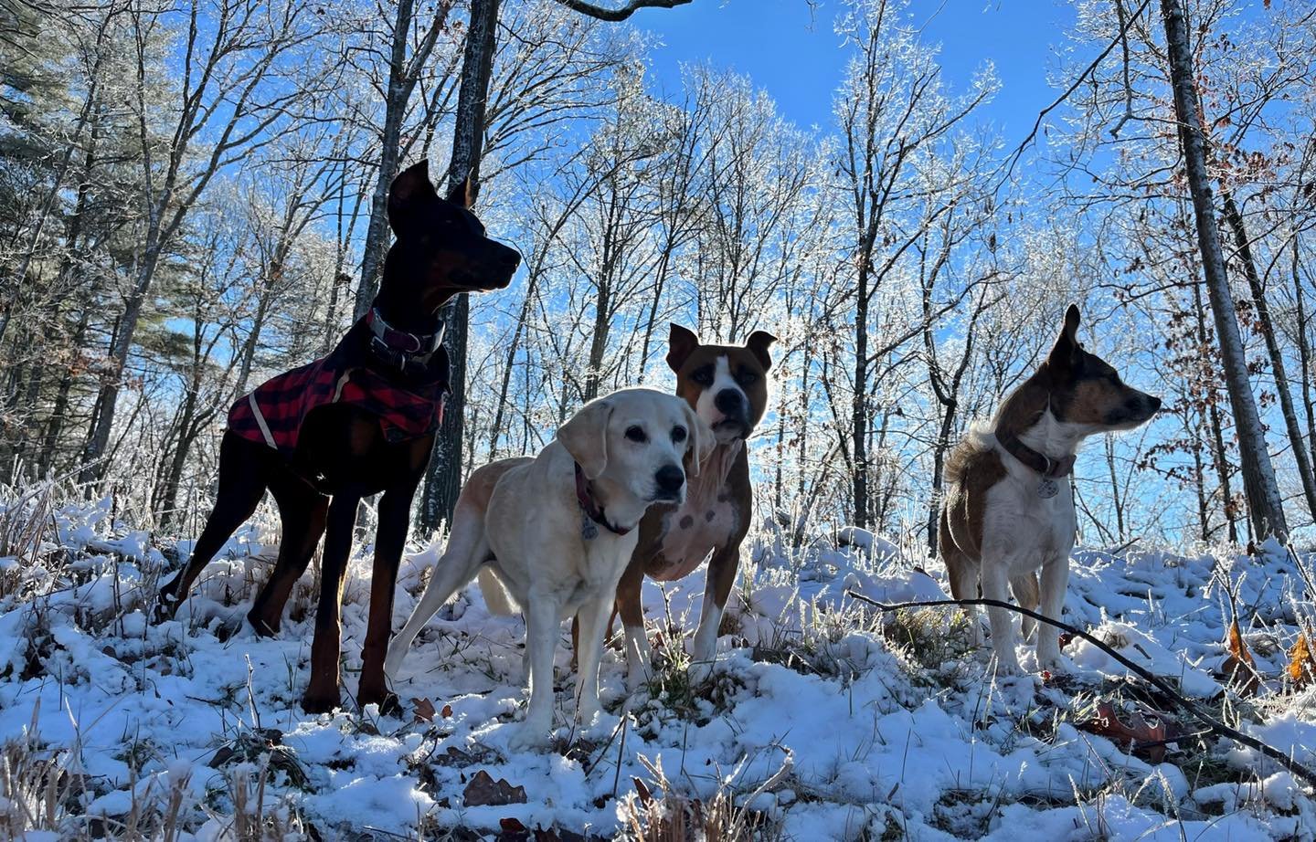 Shelter Behavior Hub