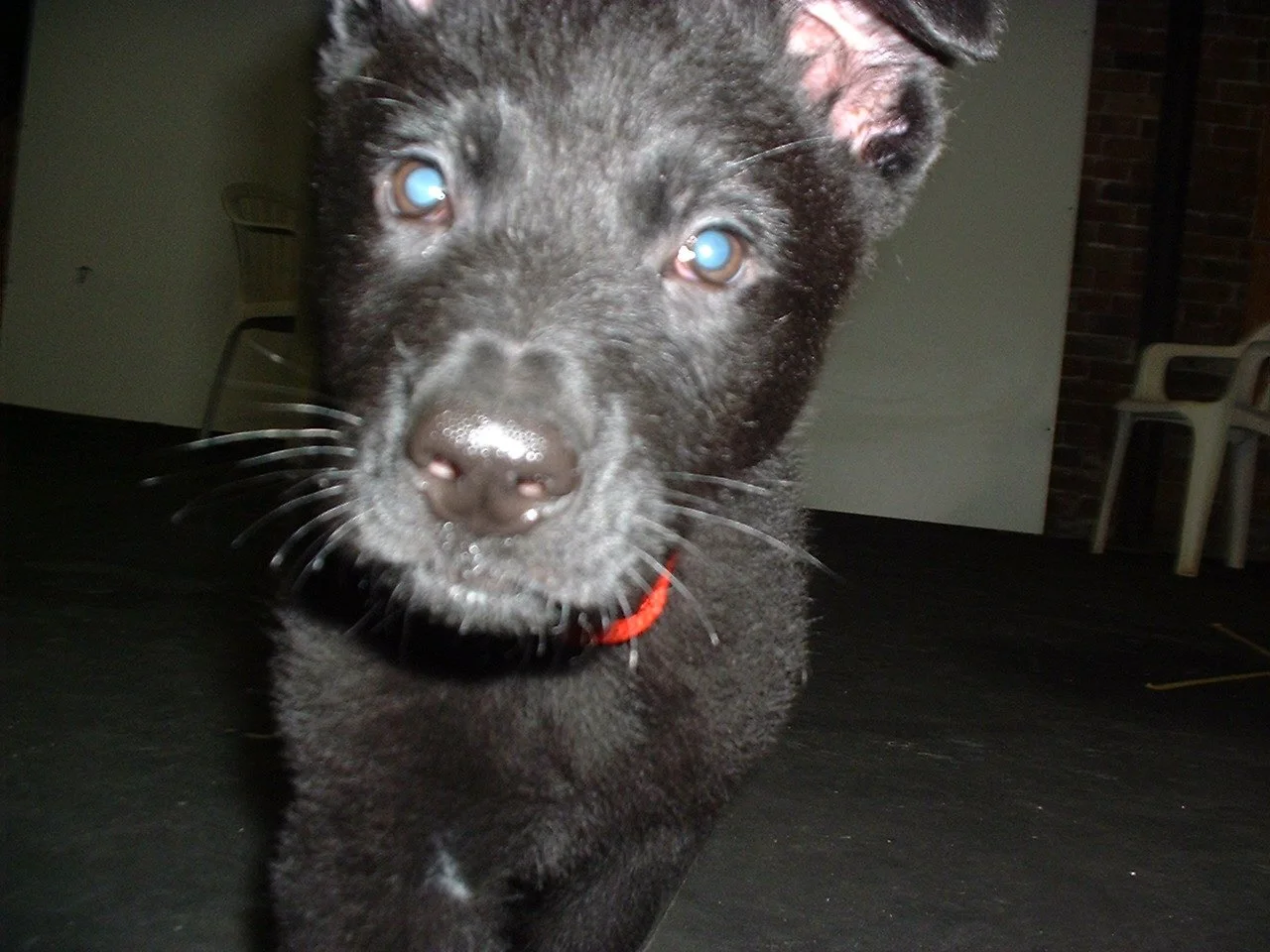 Curious Black Puppy Looking Directly Into the Camera in a dark room.